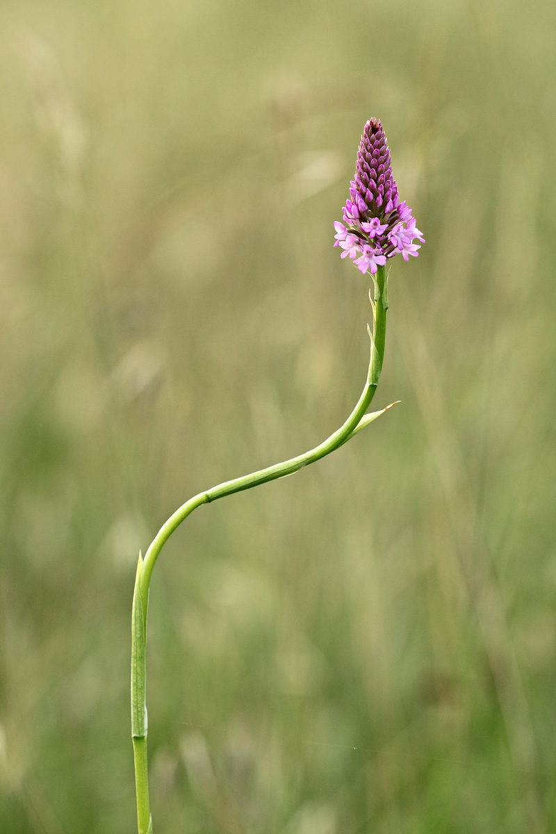 Anacamptis pyramidalis