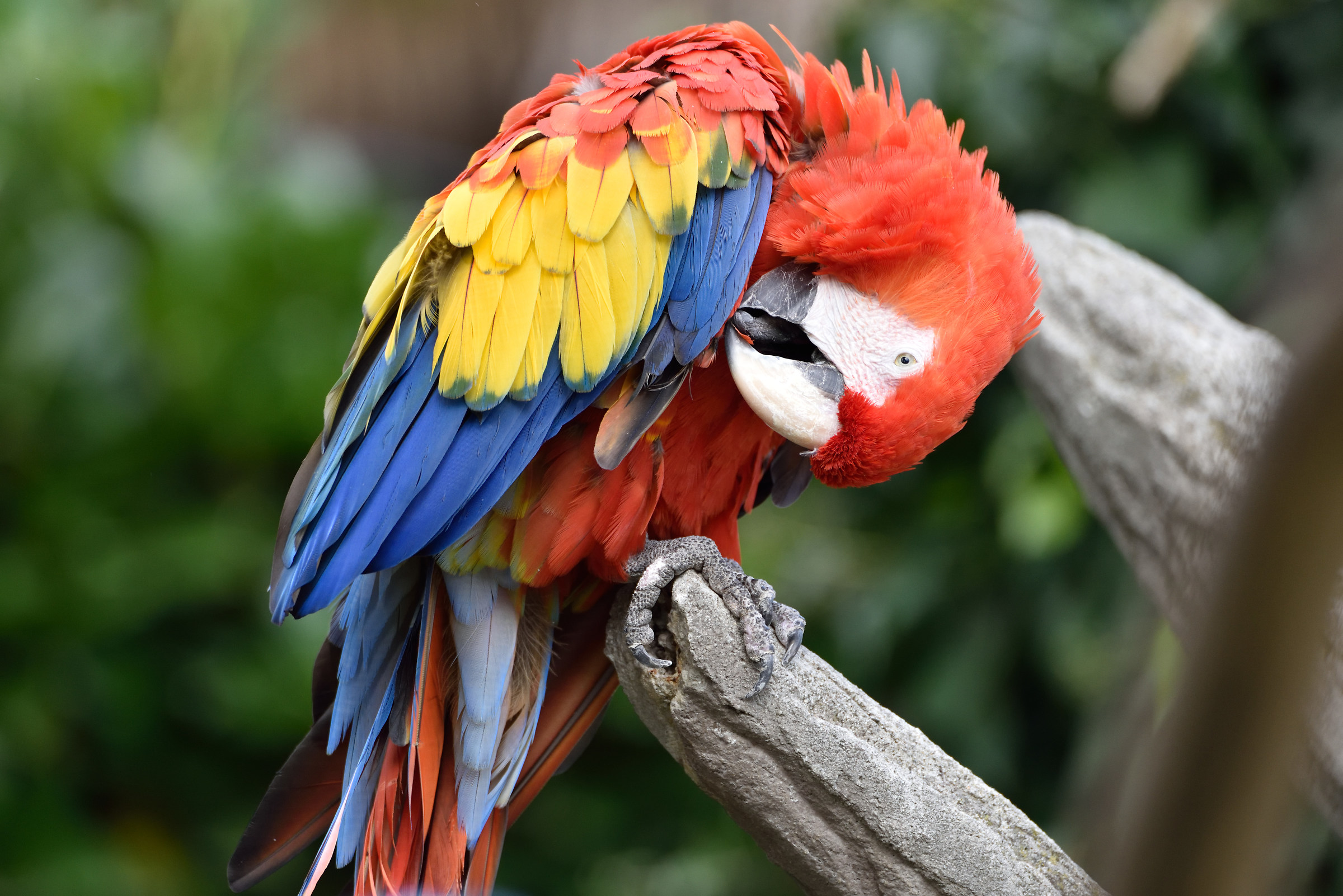 Parco delle Cornelle