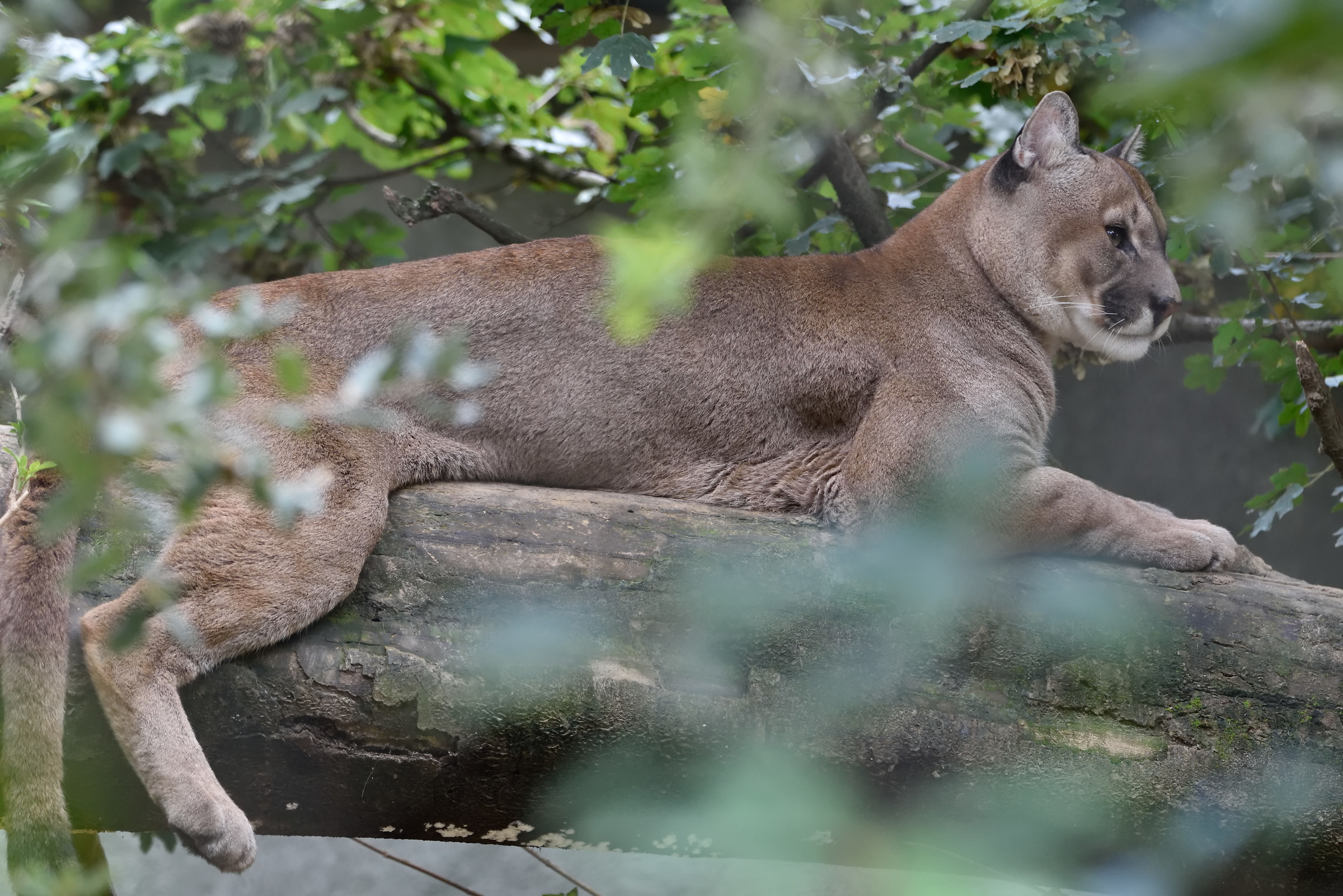 Parco delle Cornelle