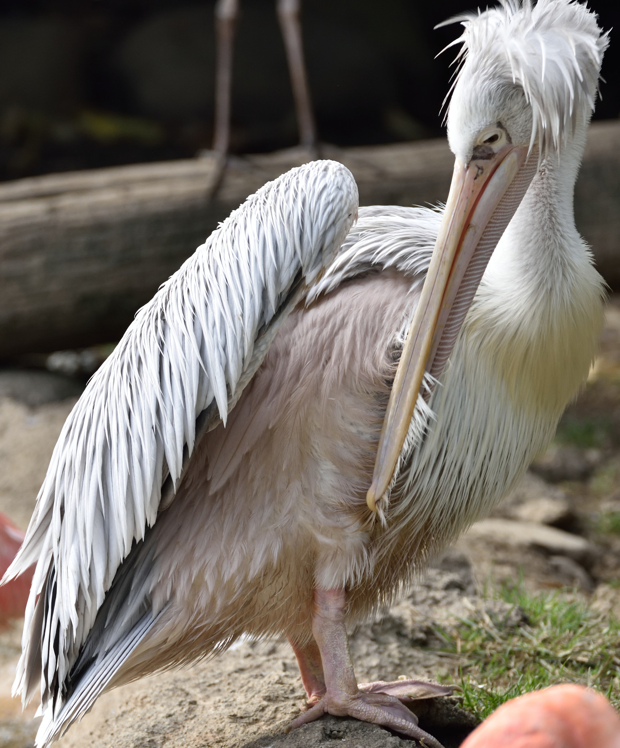 Parco delle Cornelle