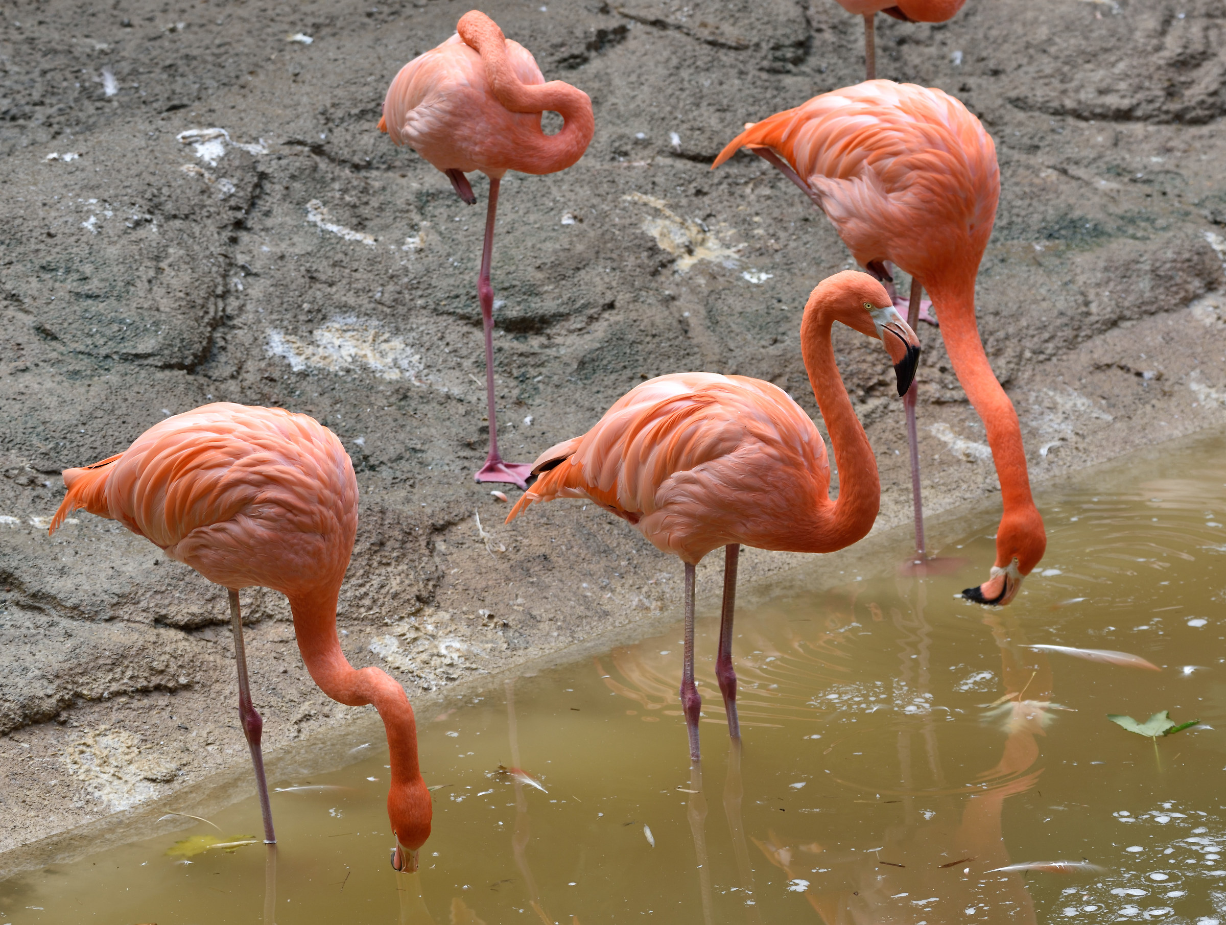 Parco delle Cornelle