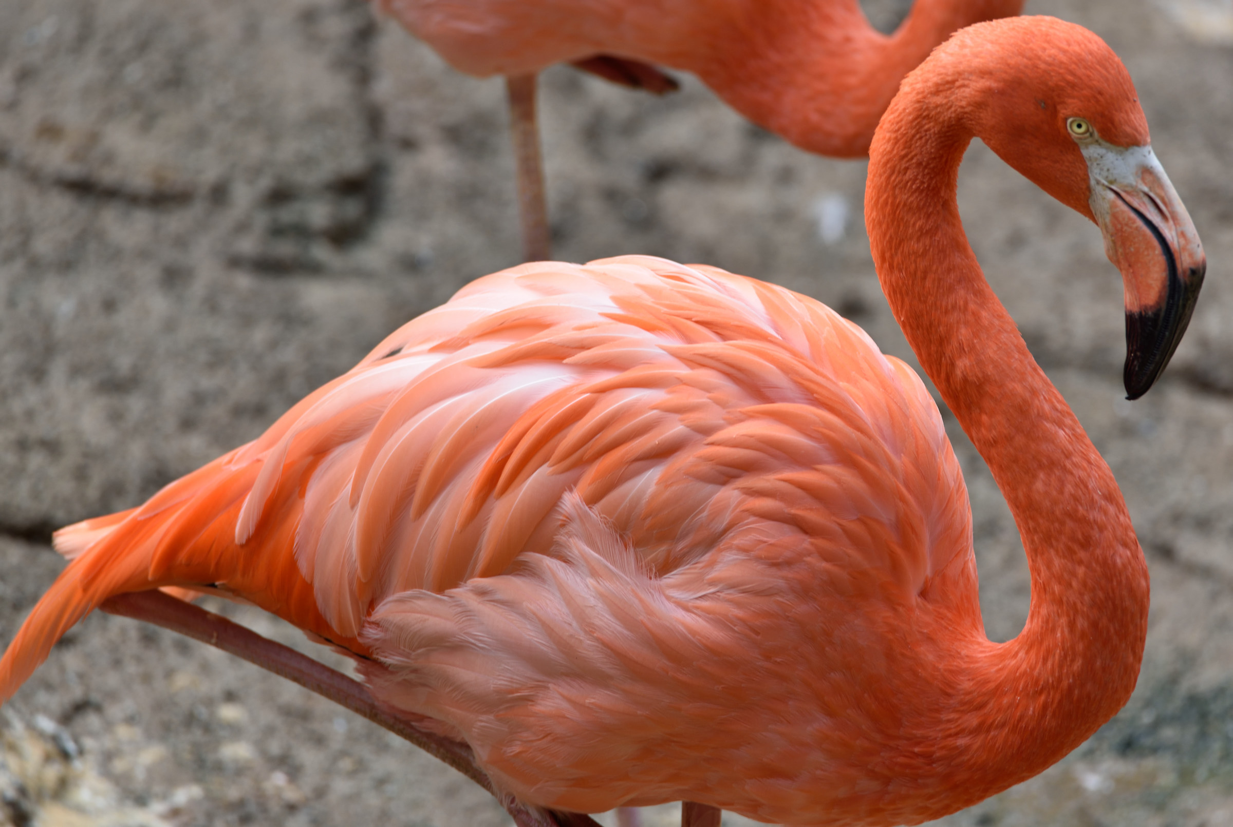 Parco delle Cornelle