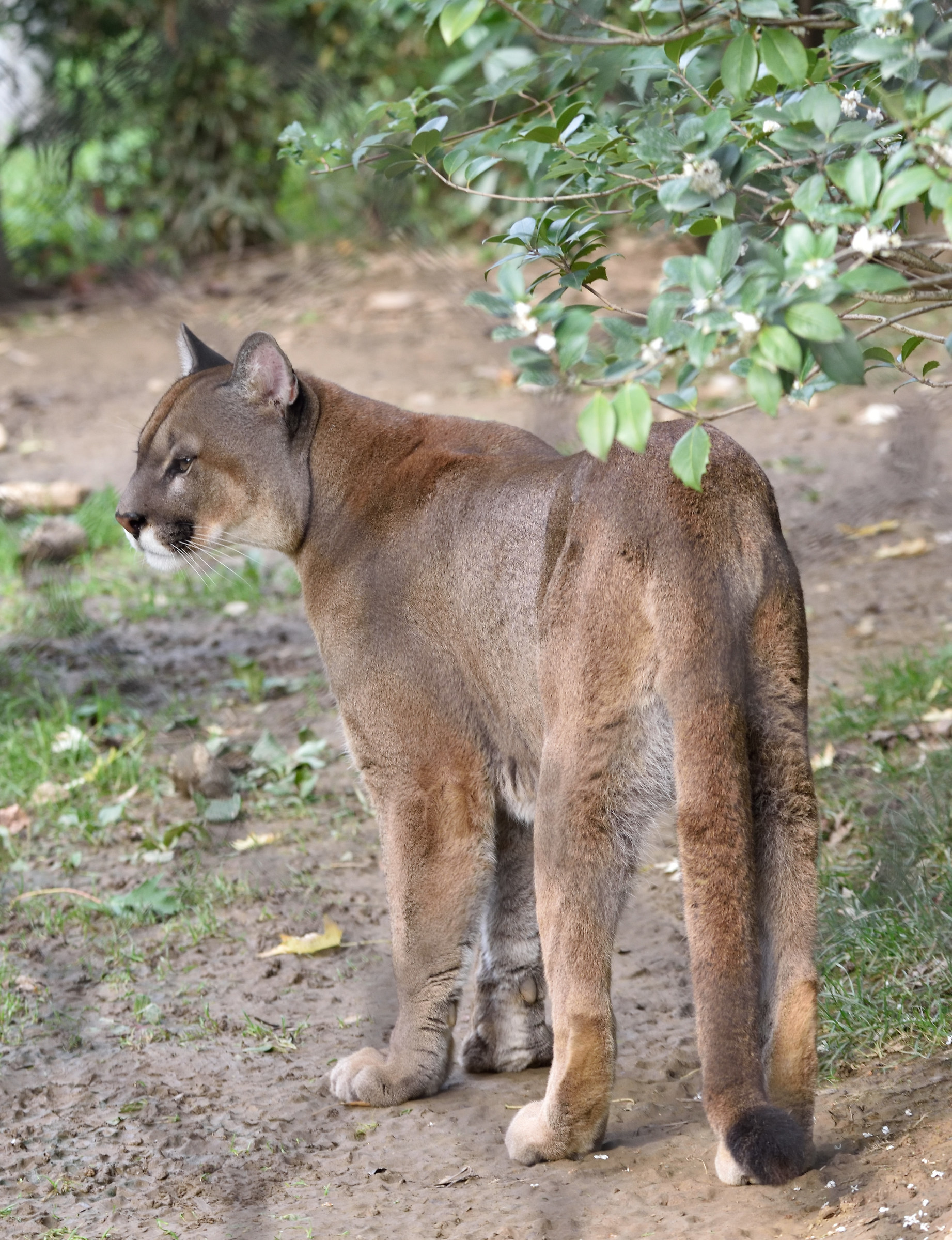 Parco delle Cornelle