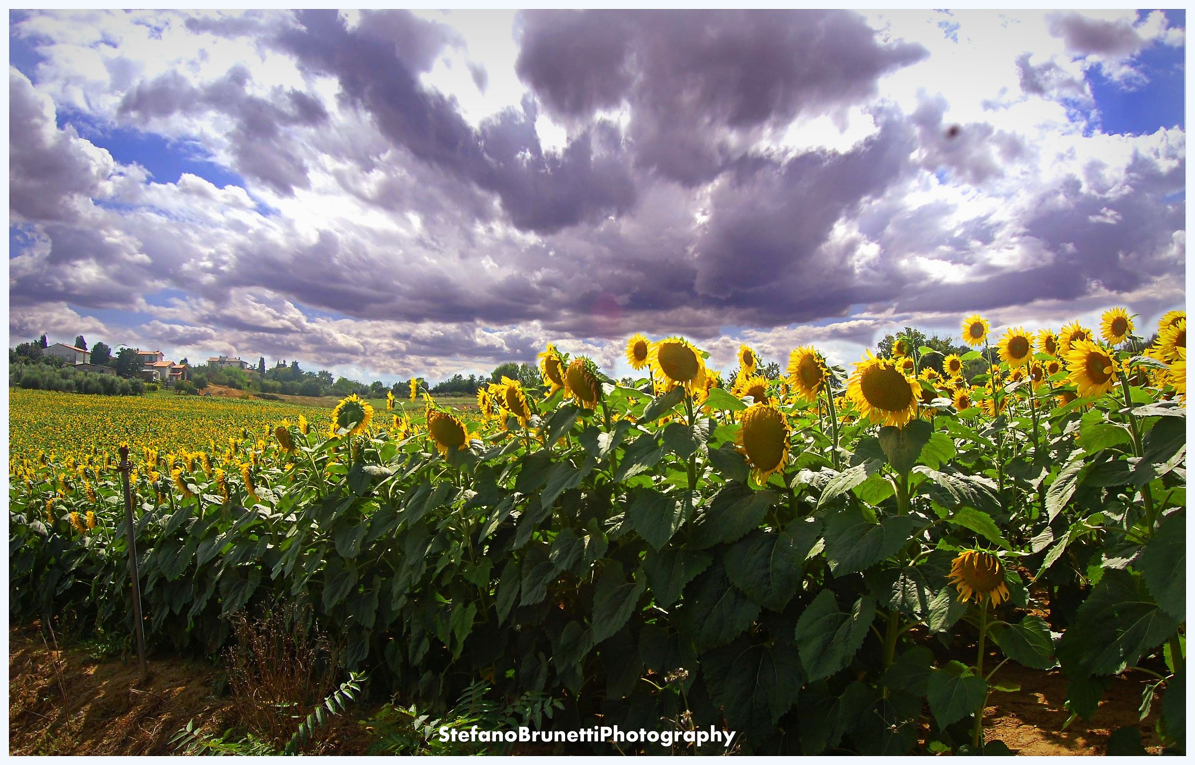 sunflowers - Cortona