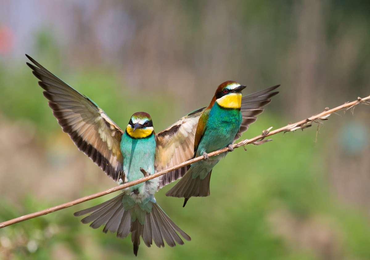 passerotta ai se te pego