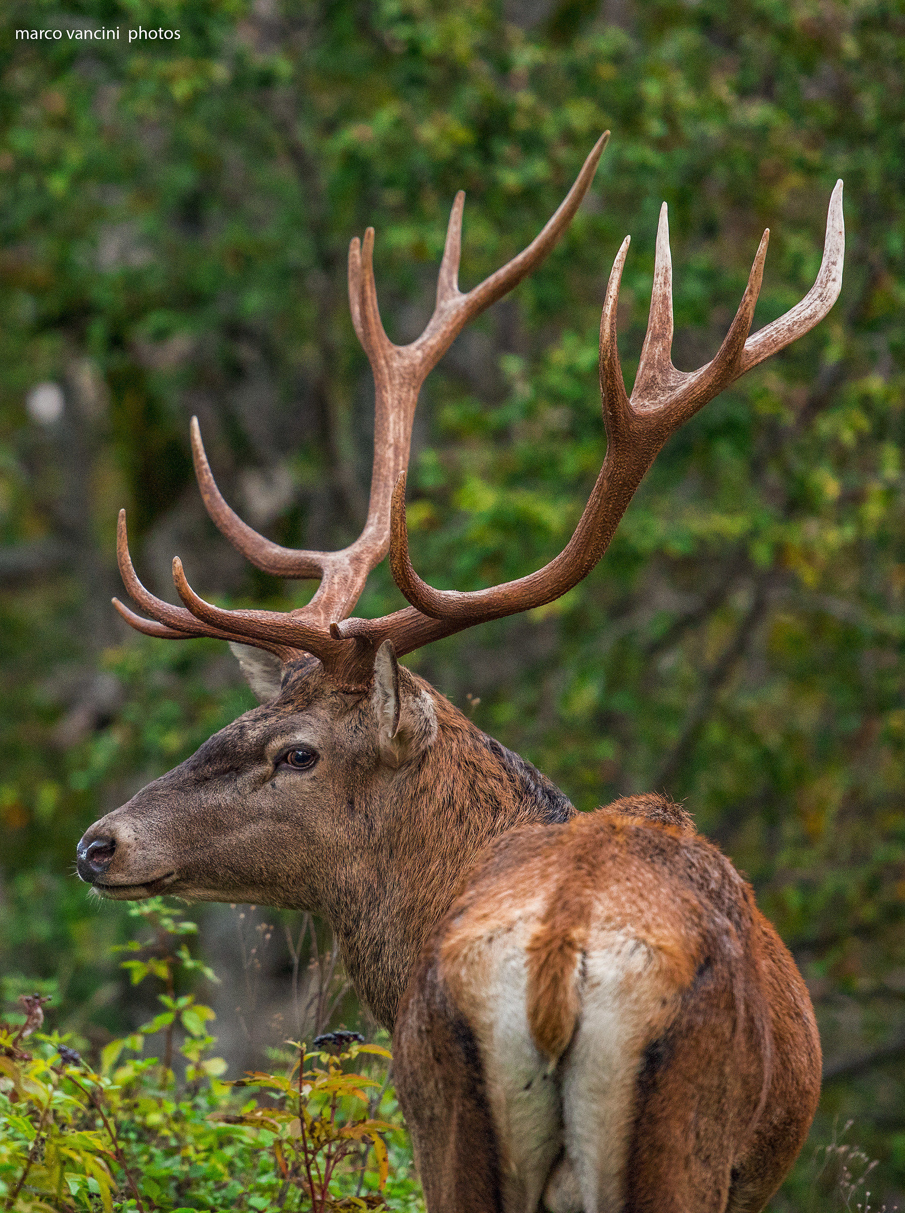 L'eleganza del re della foresta