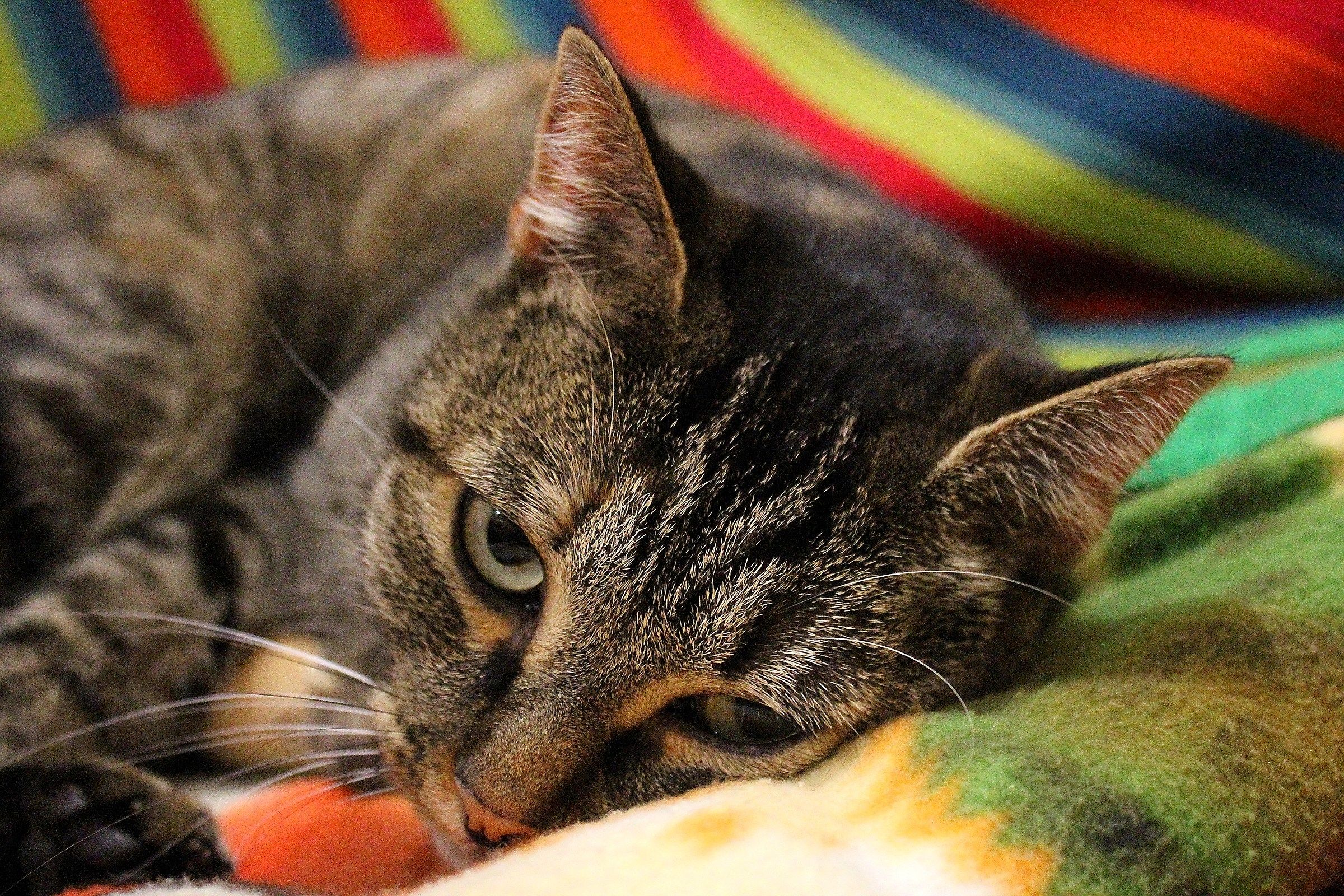 Come è dura la vita