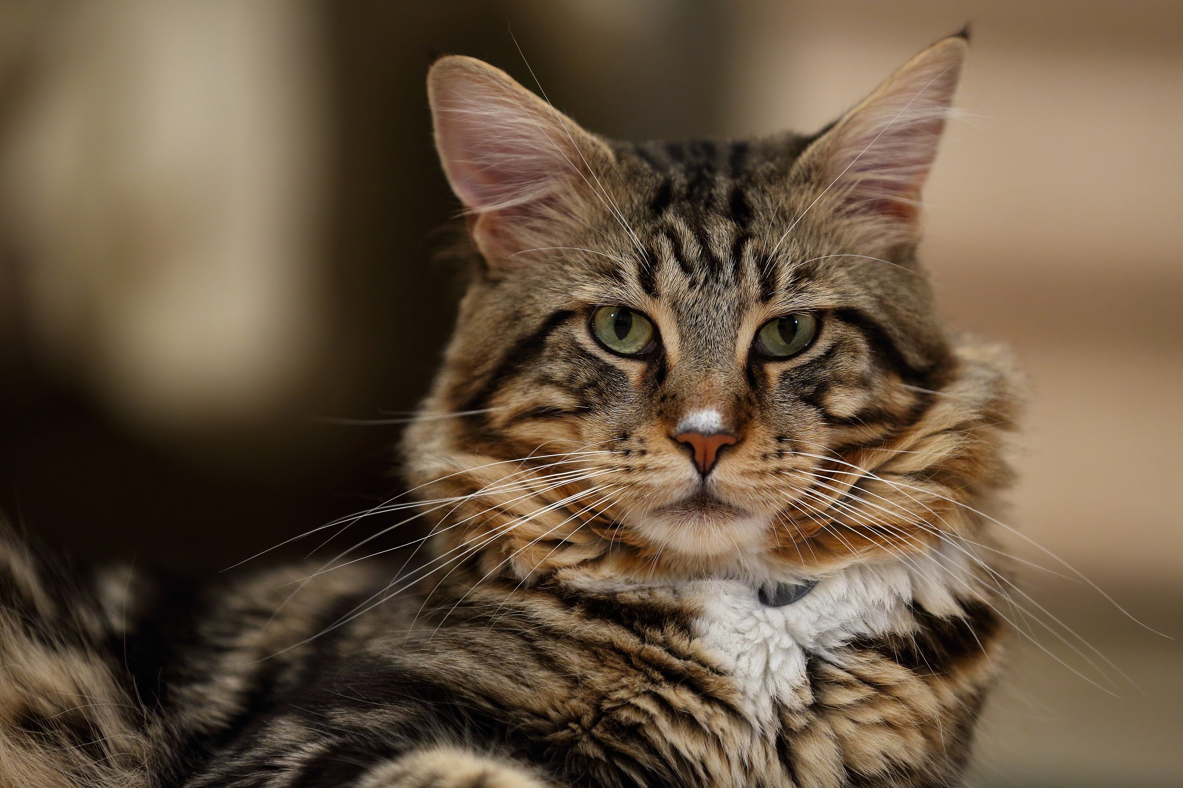 Aaron 5D3 70-200 f2.8 iso 1600 mk II is First Floor