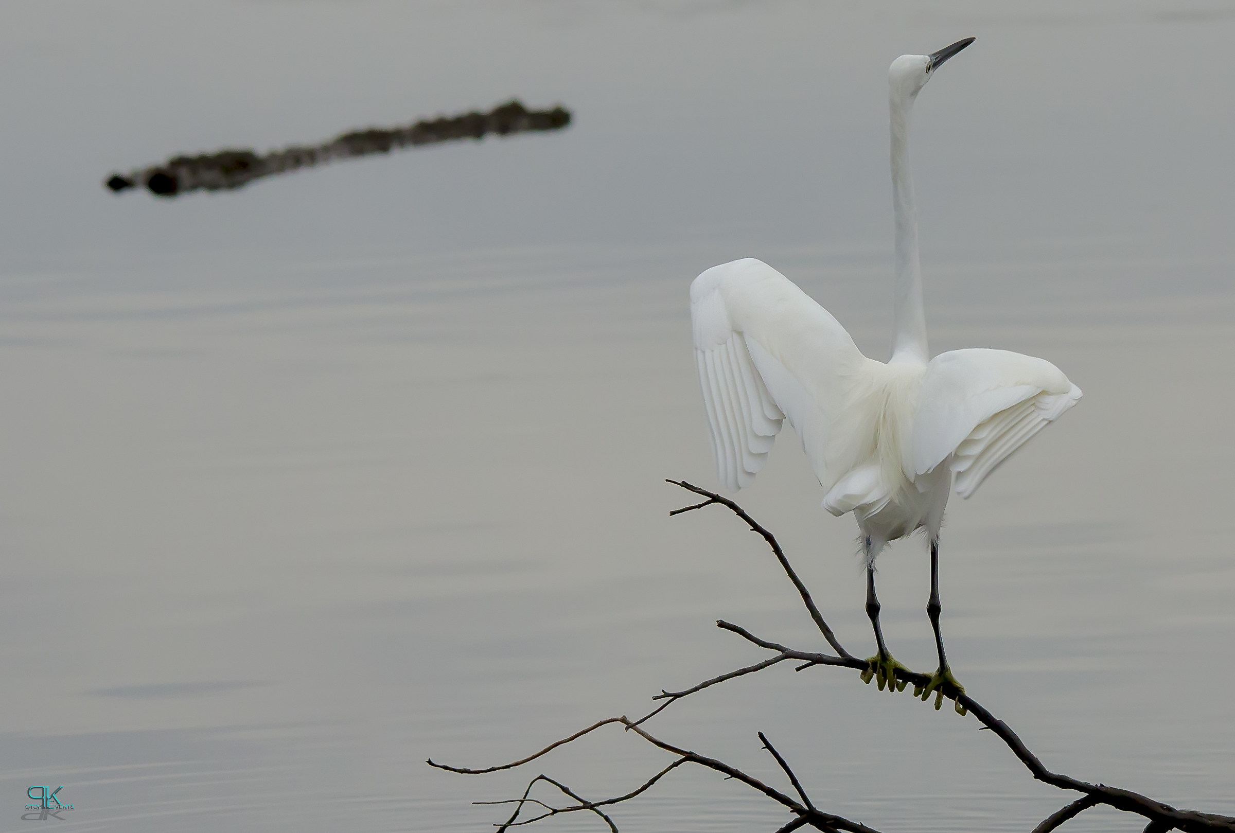 Egret offense ...