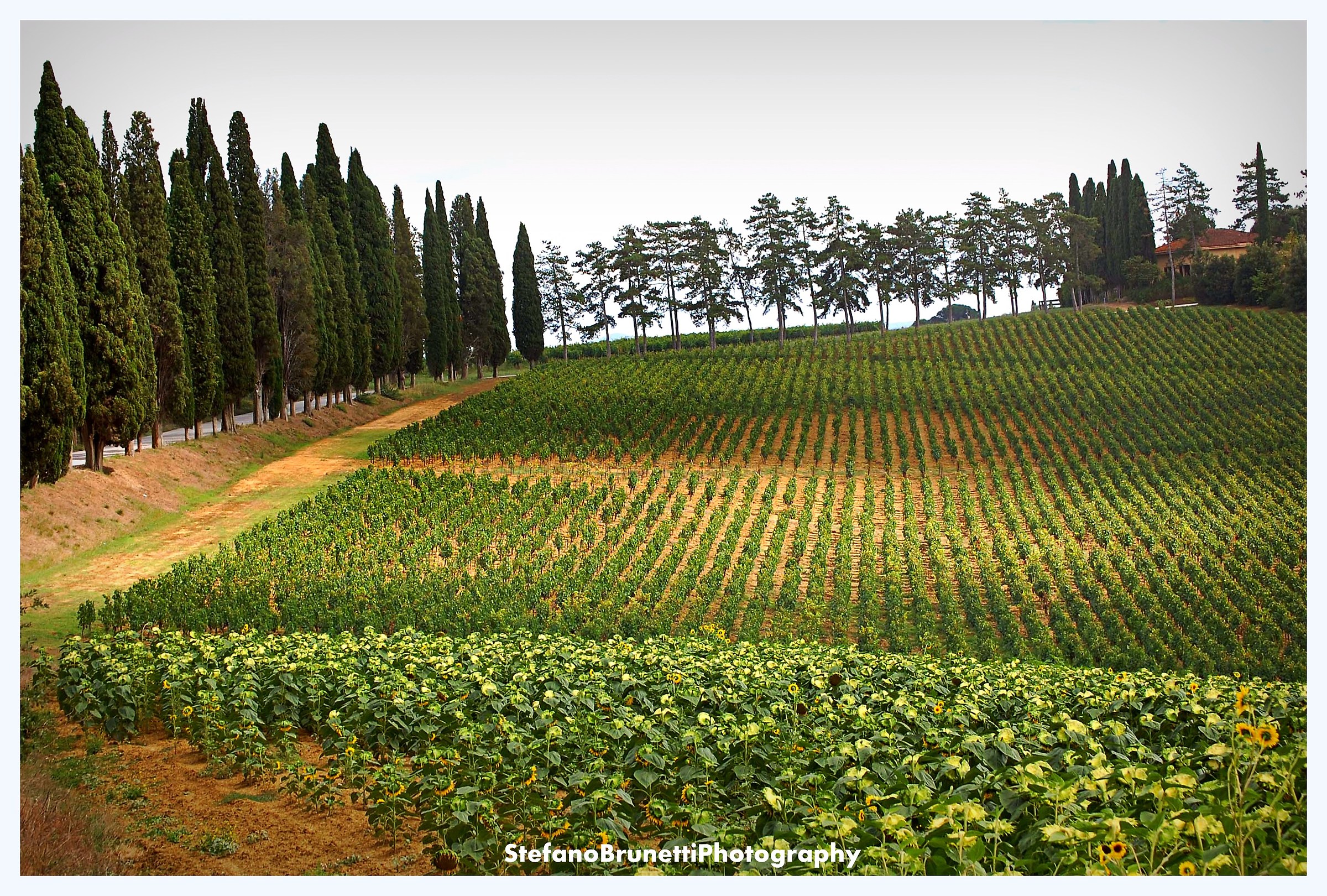 Country Arezzo - Cortona
