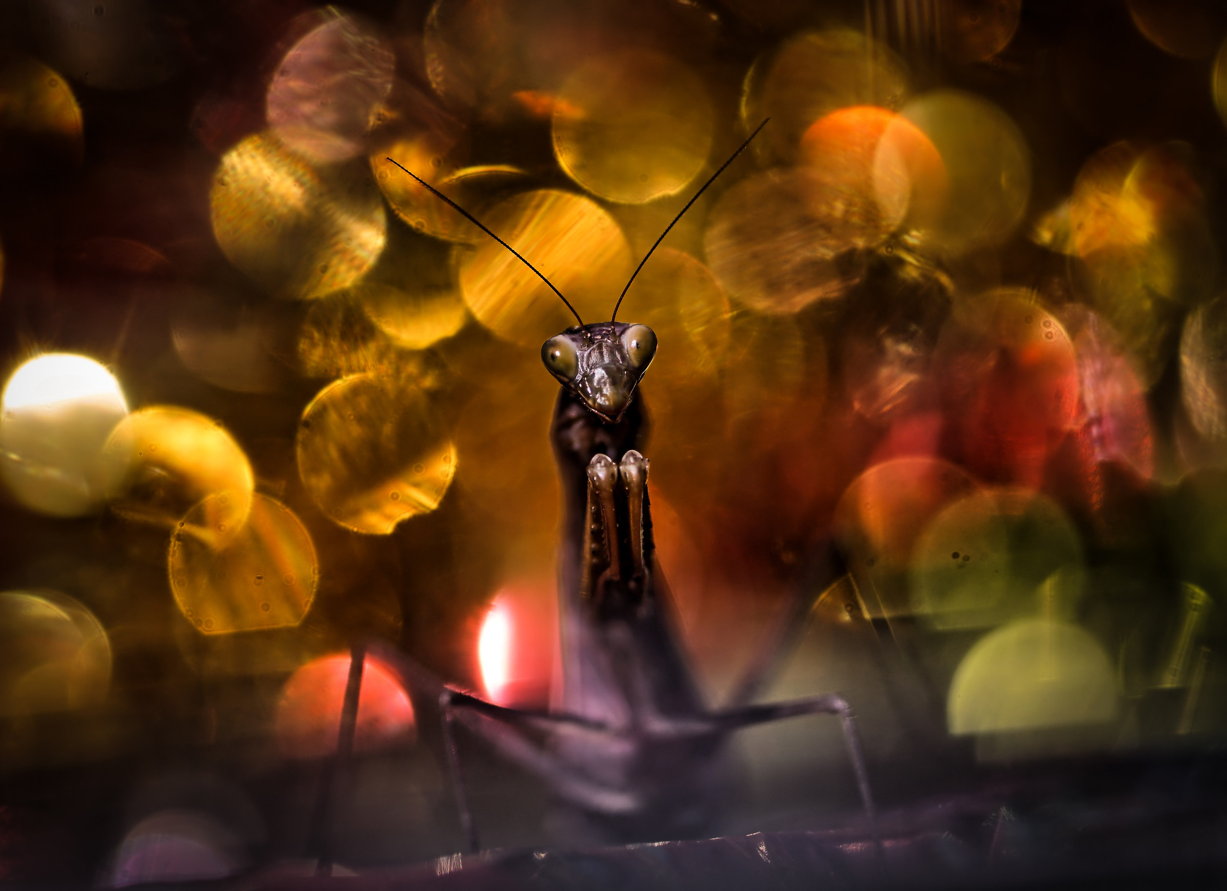 the dark side of the mind