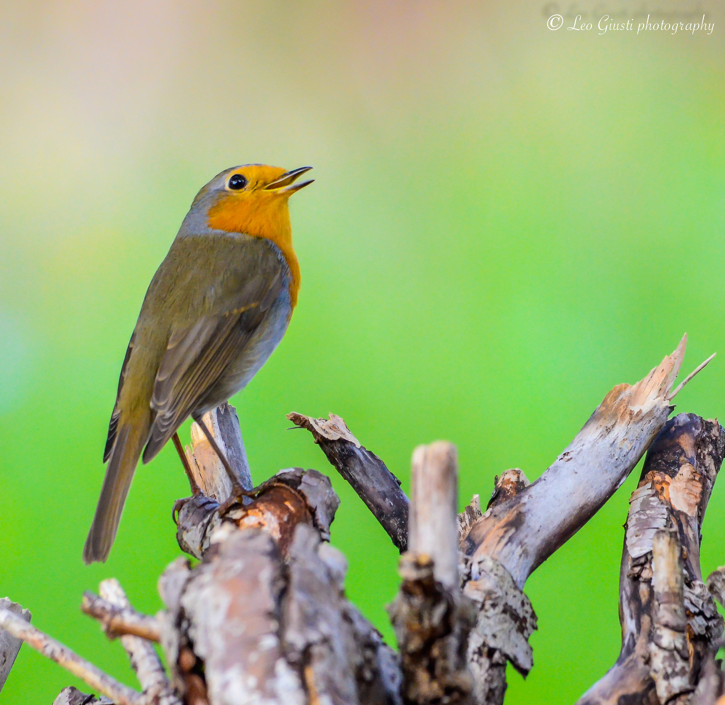 Pettirosso e il suo canto