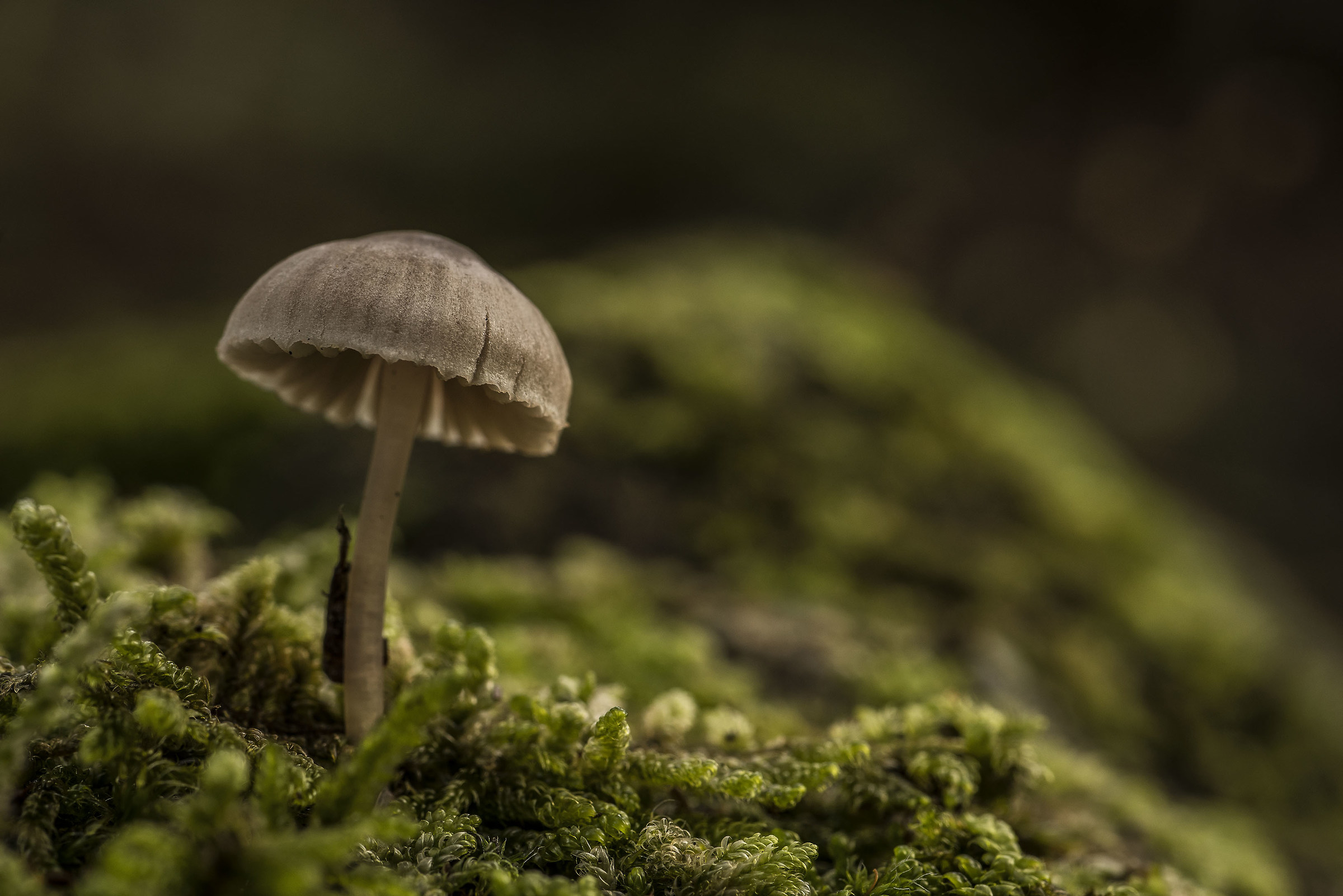 mushroom macro
