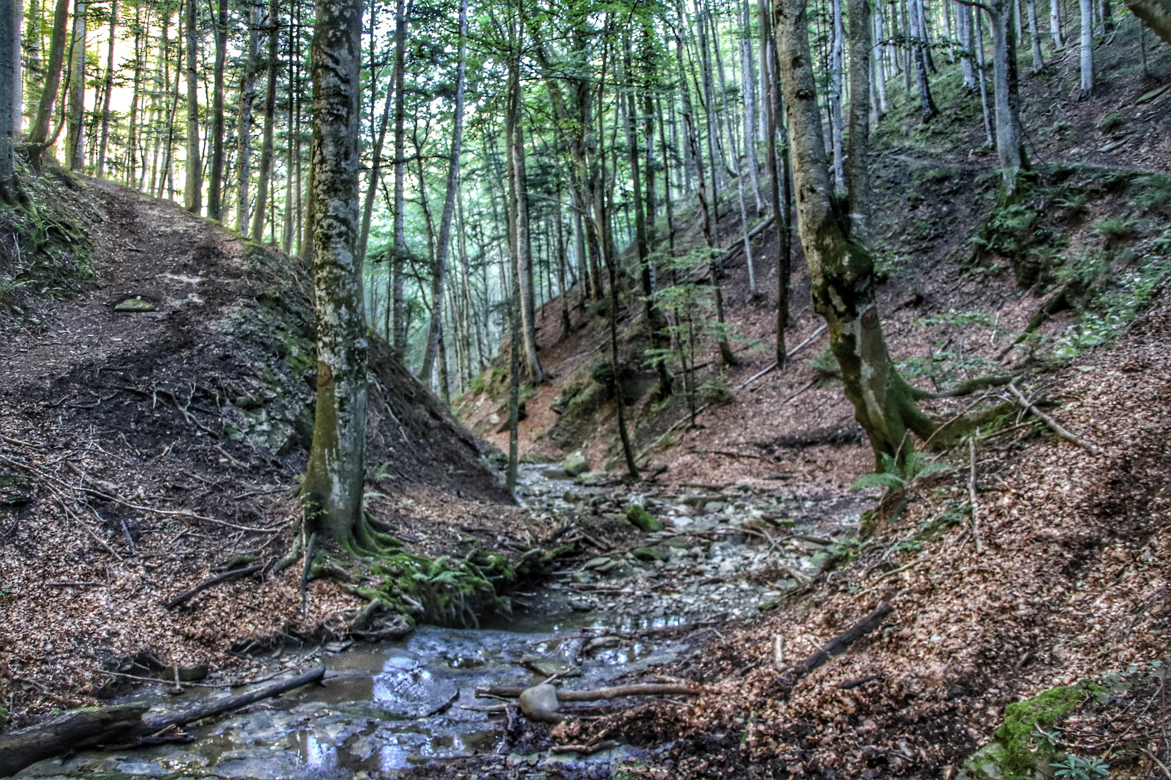 ..in to the Woods ..