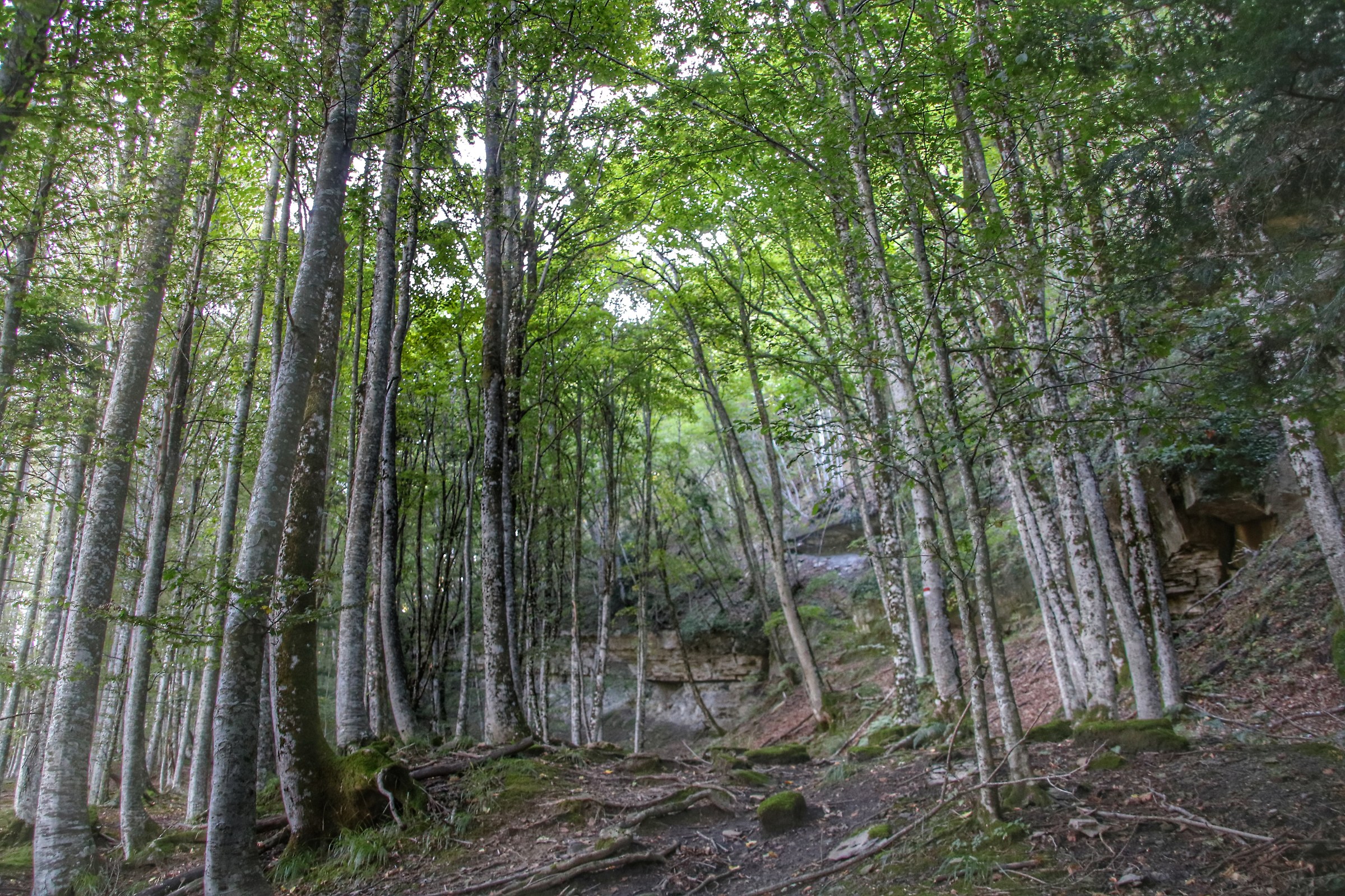 ..in Woods..the to the second ..