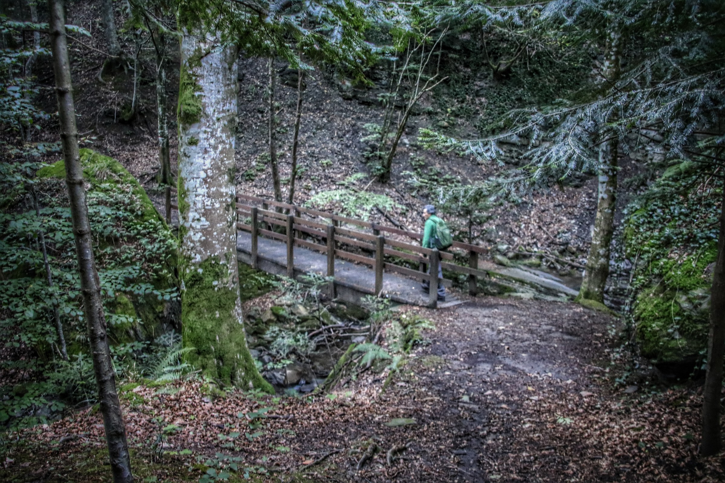 ..in Woods..the to the last ..