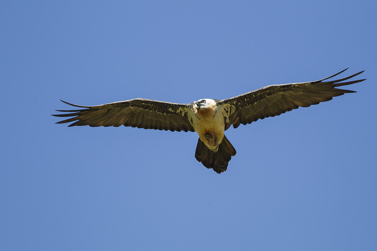 Bearded Vulture