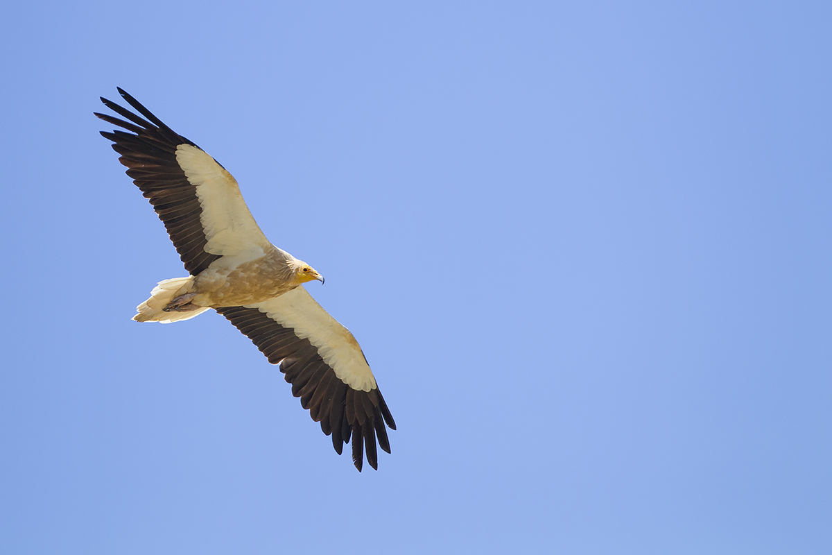 Egyptian vulture