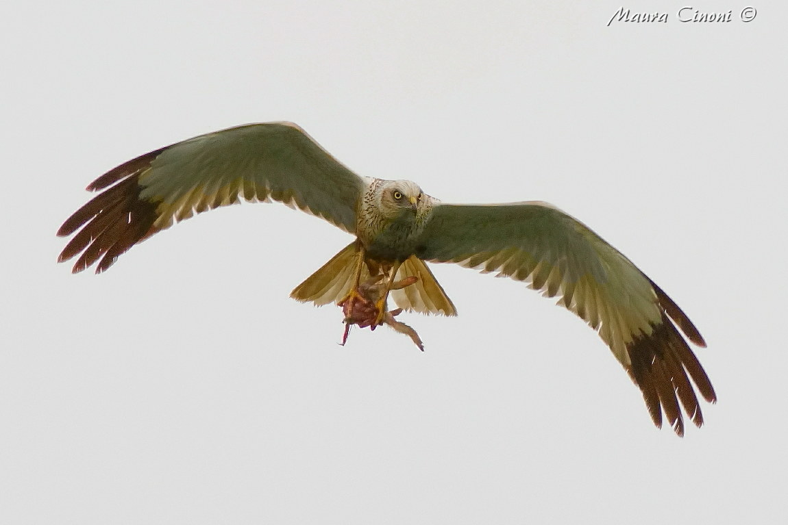 Male marsh harrier