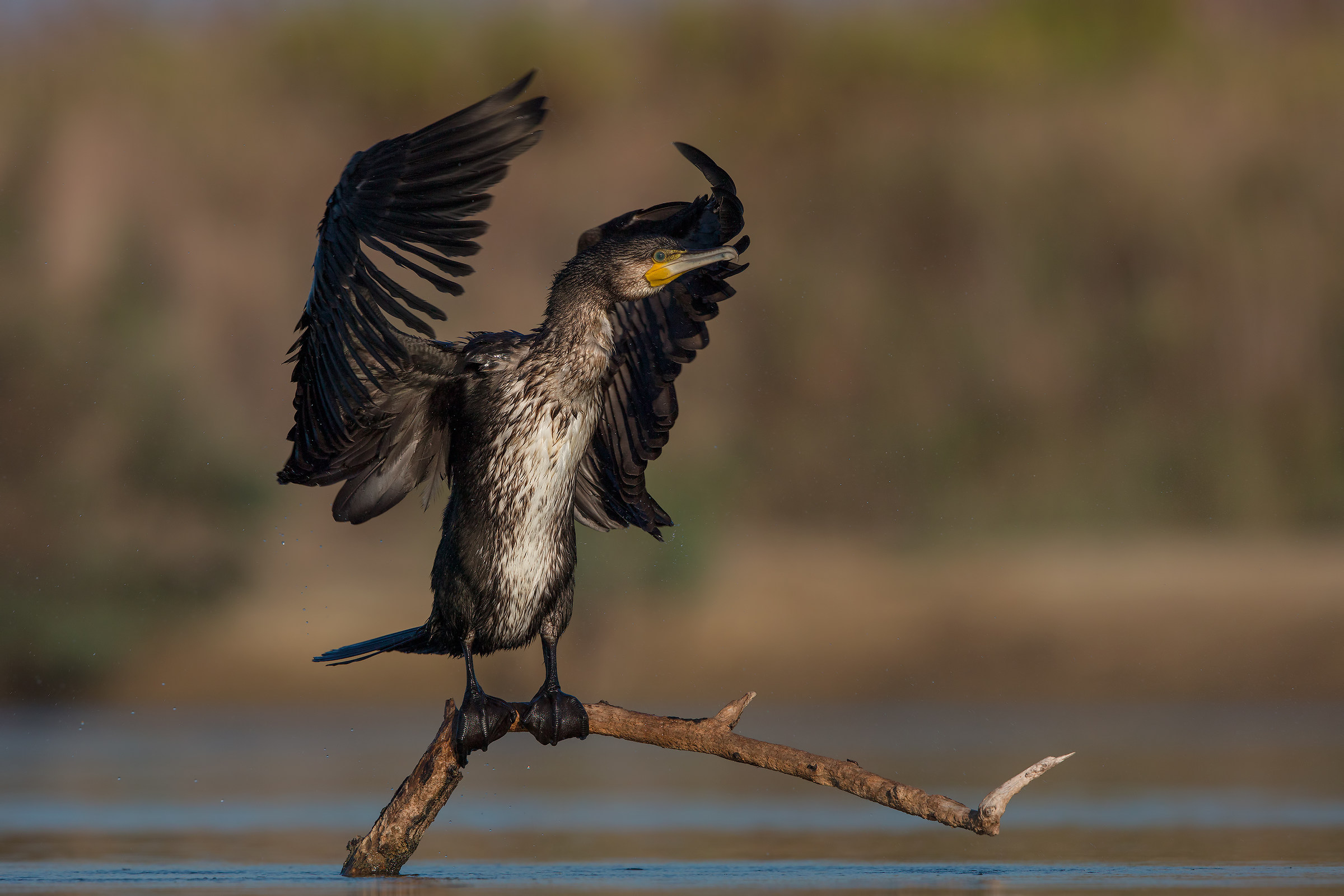 Cormorano