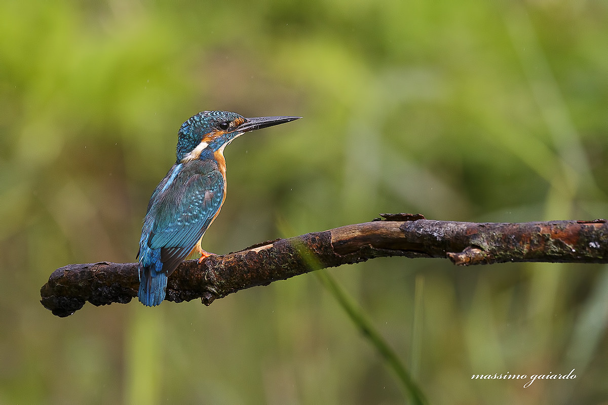 the cute kingfisher! : =)