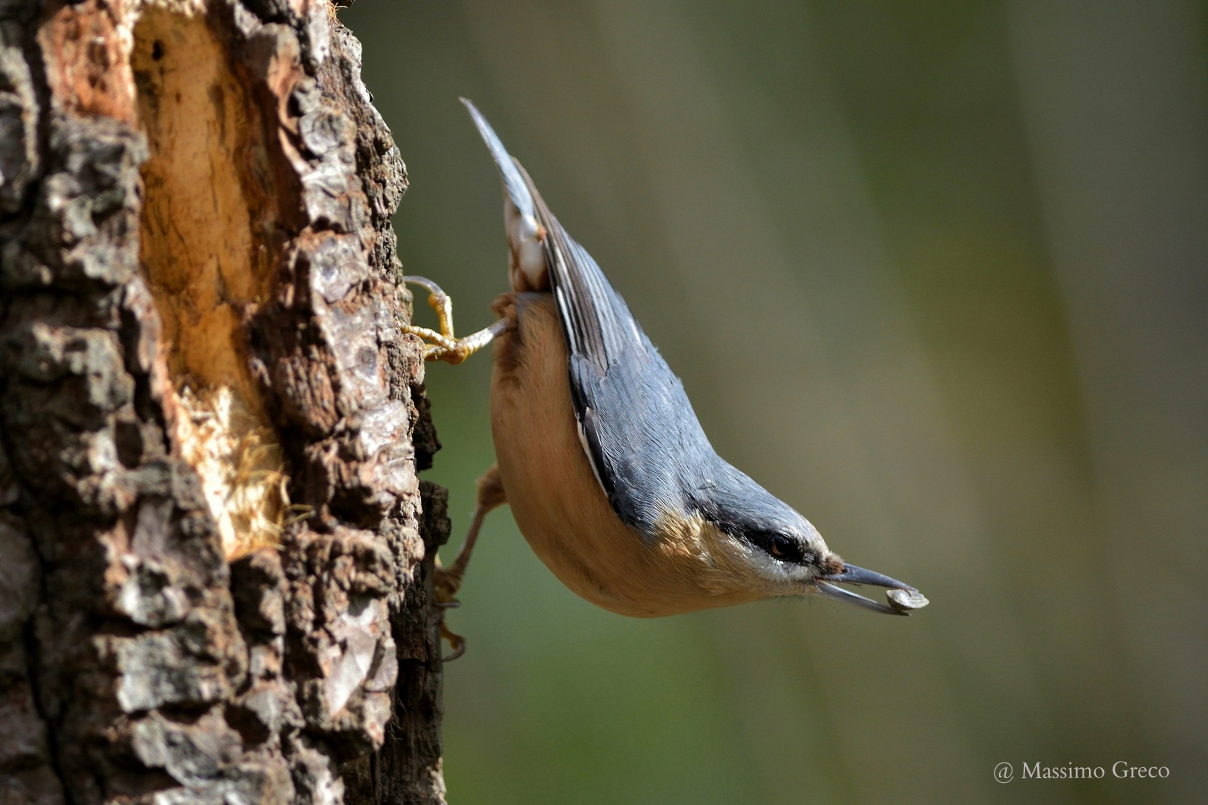 Picchio muratore (Sitta europaea)