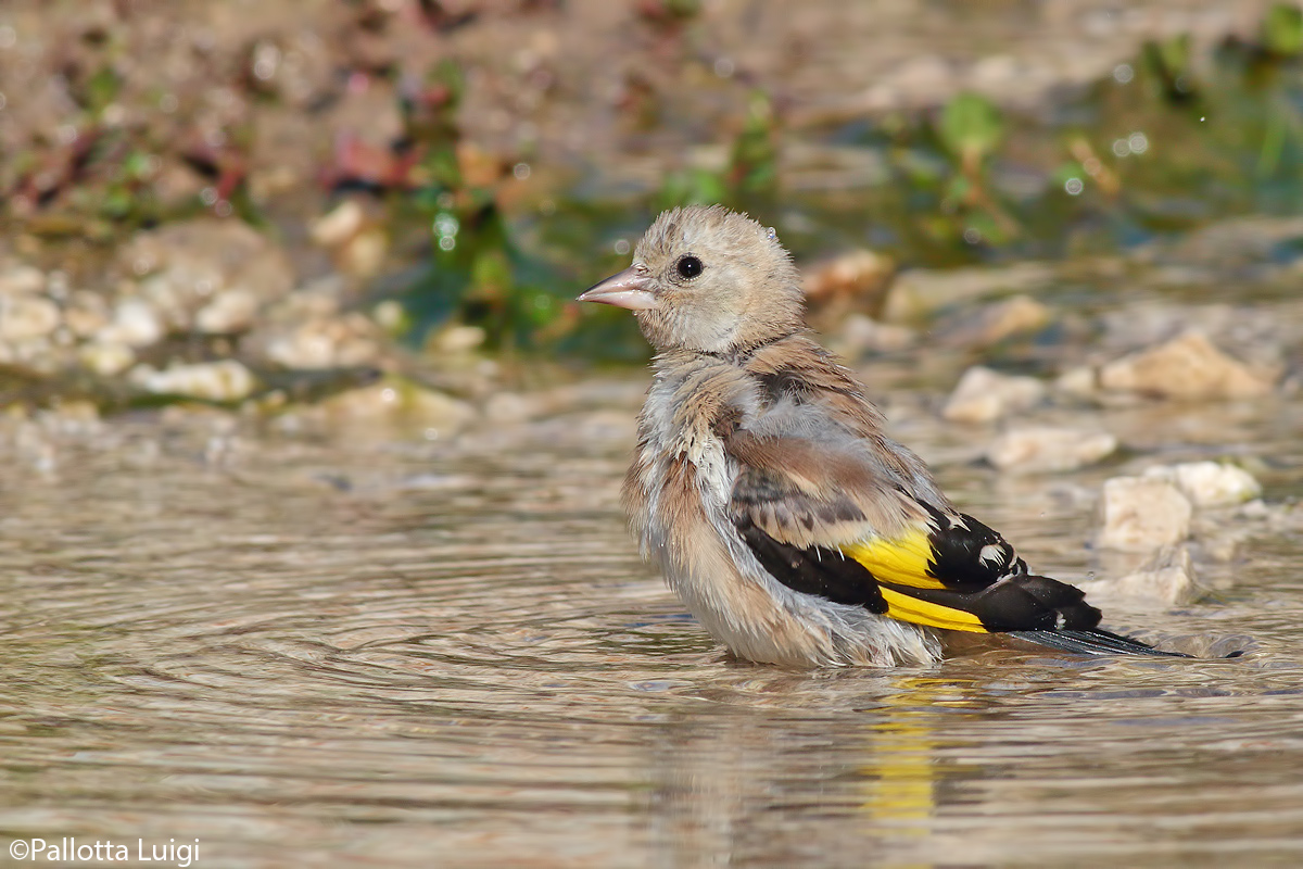 Cardellino (Carduelis carduelis) Giovane