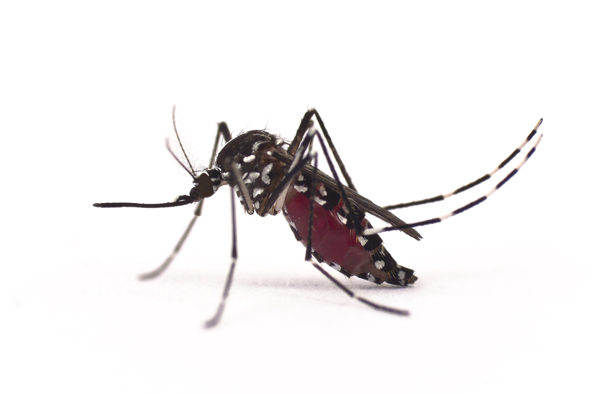 tiger mosquito