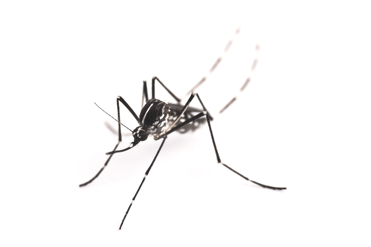 tiger mosquito