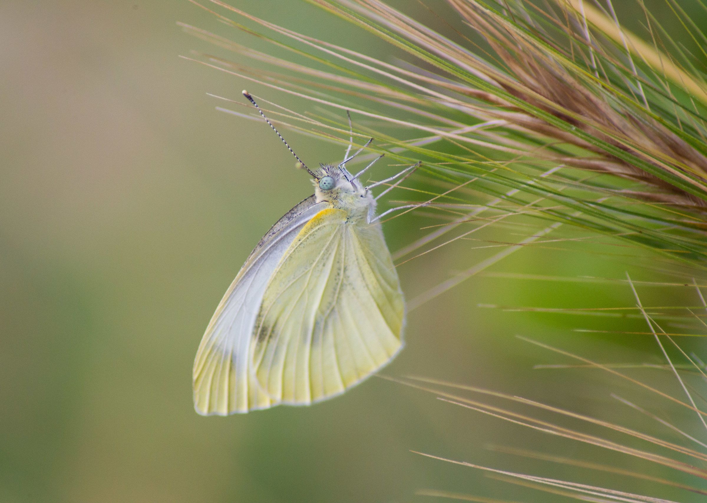 Passeggiando su una spiga