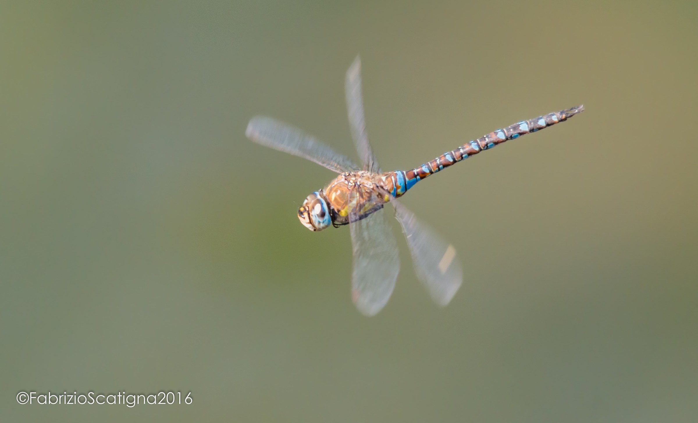 dragonfly