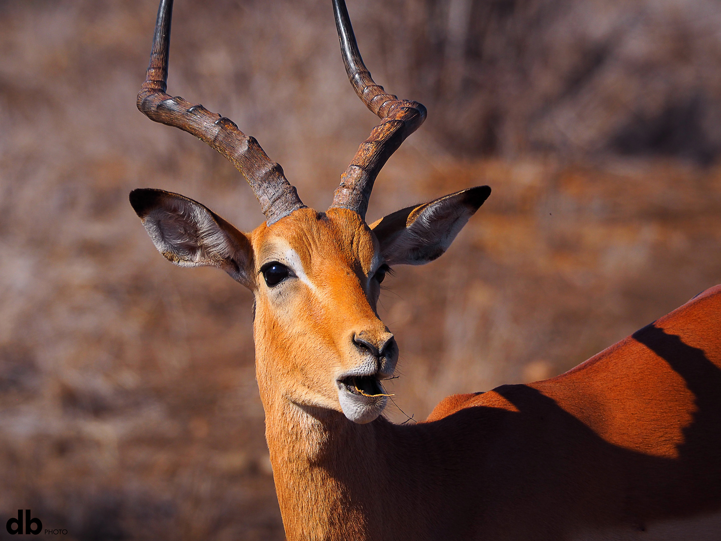 Semplicemente, carne