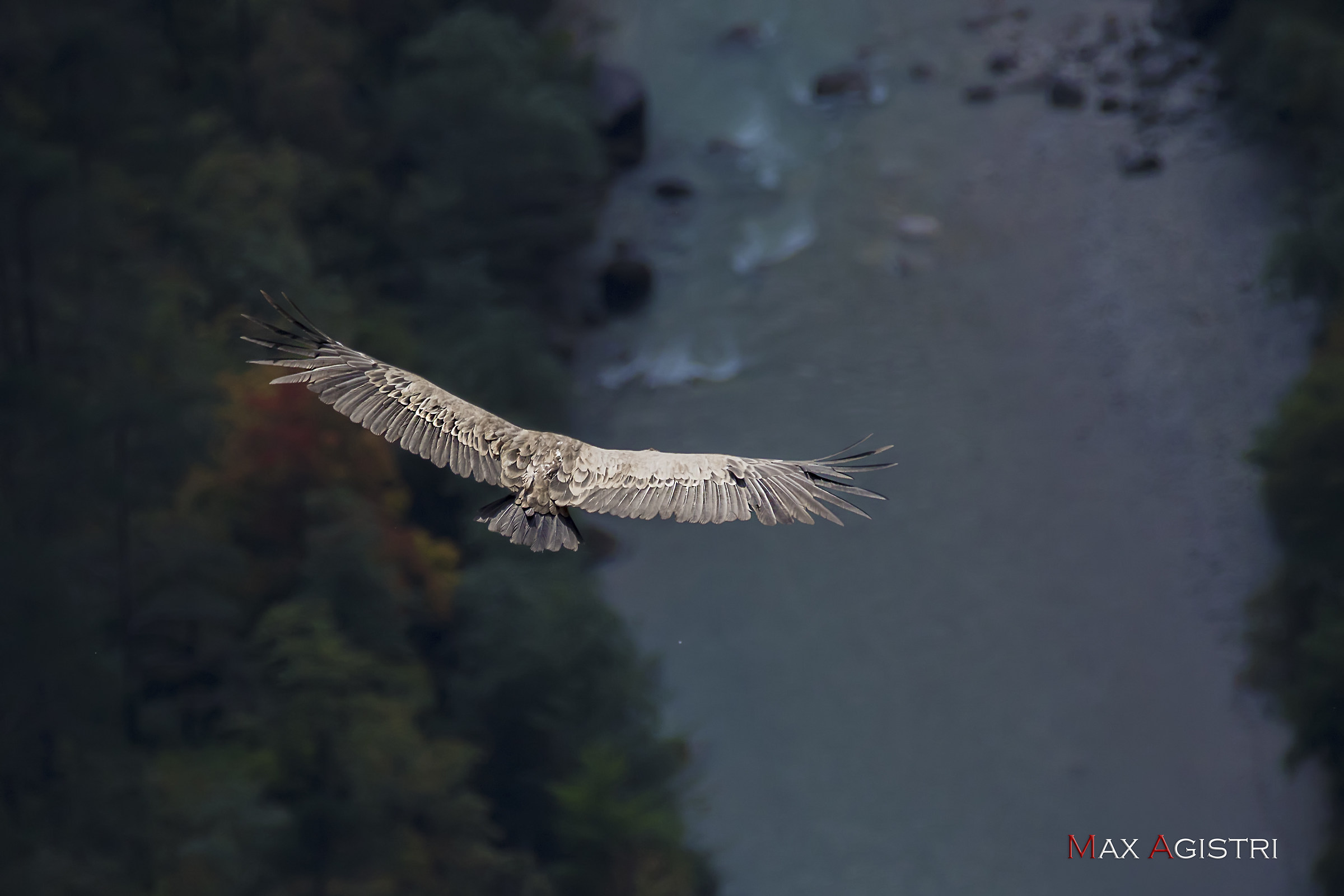 free flight - Griffin