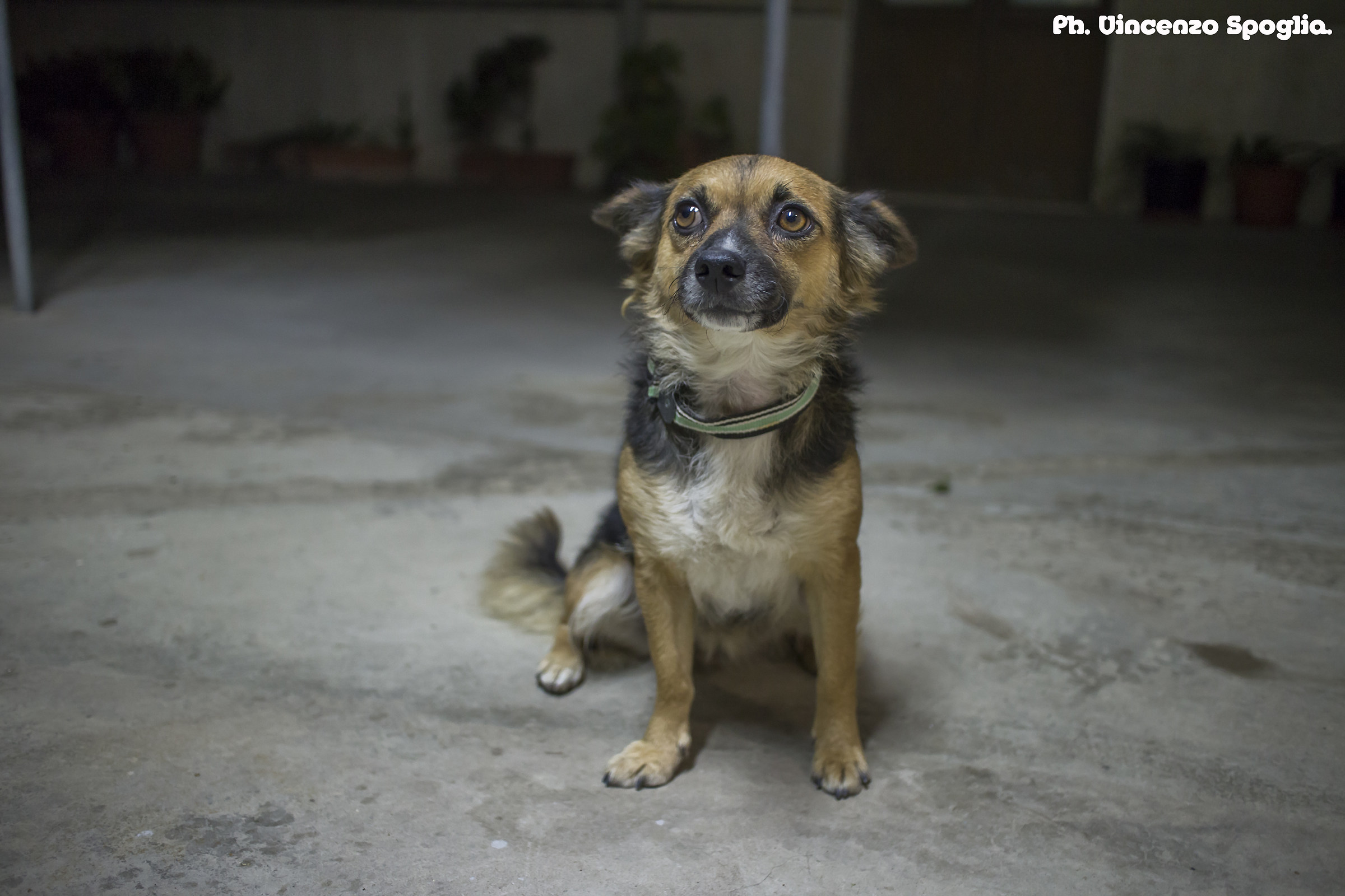 Dog comes to visit us ...