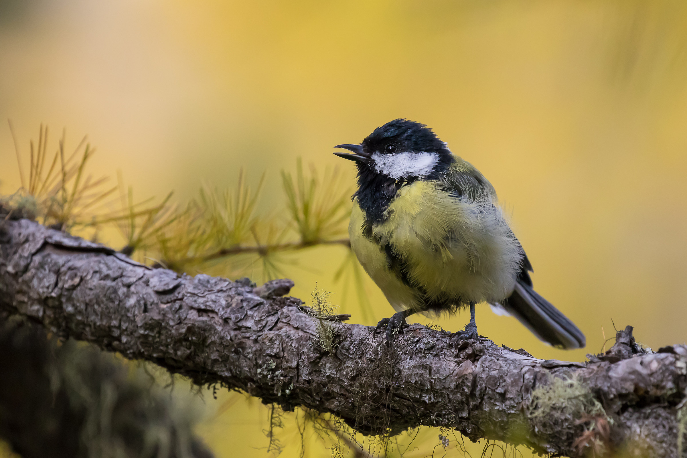 Great Tit
