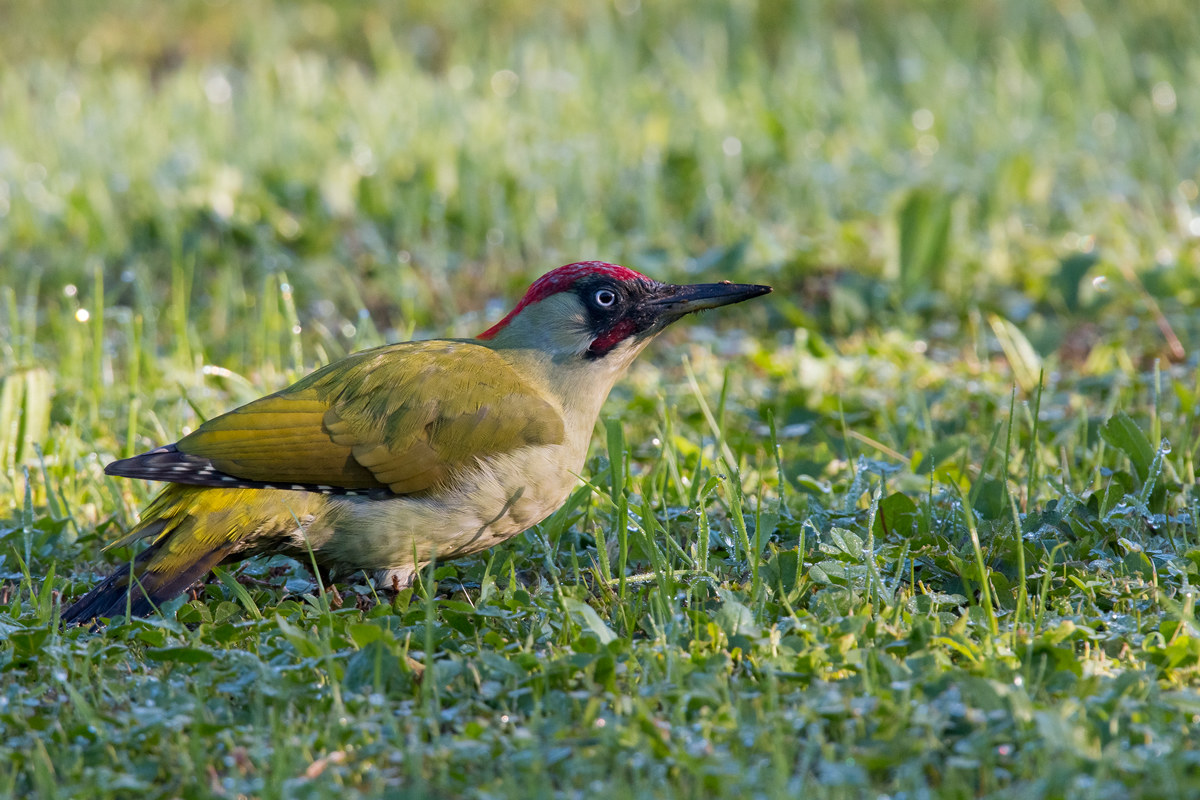 green woodpecker