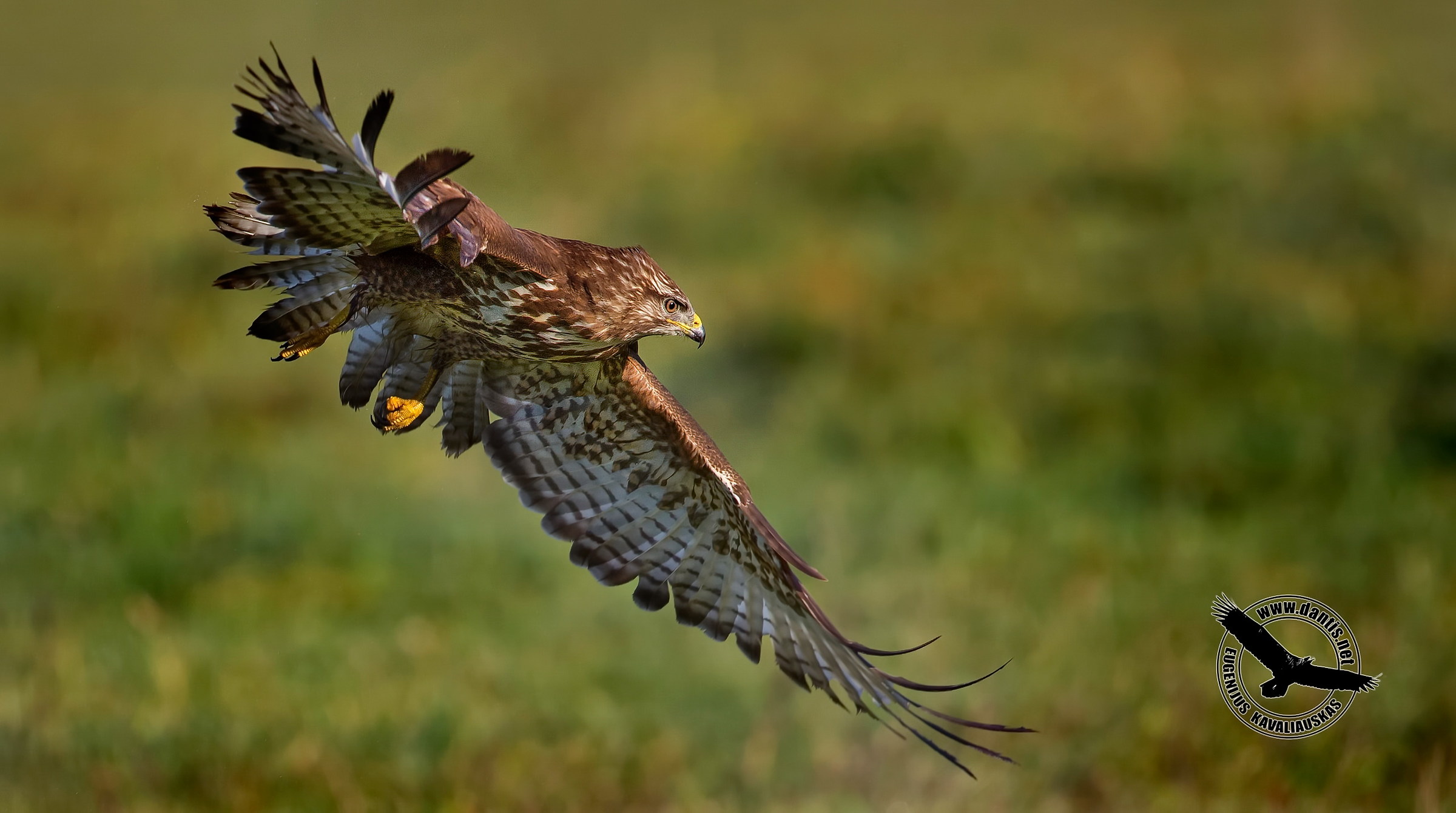 Poiana (Buteo buteo)