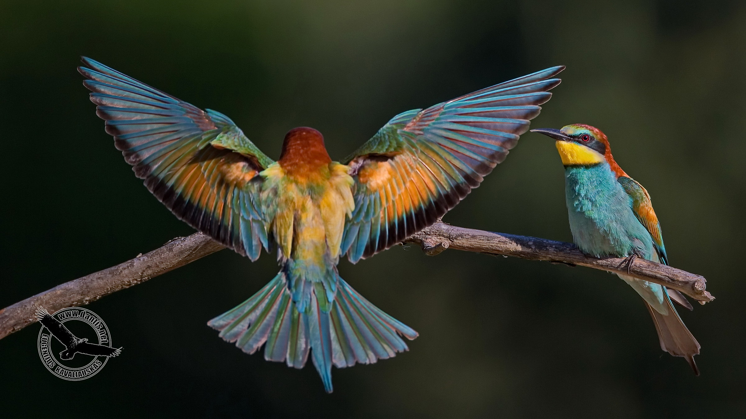 Gruccione europeo (Merops apiaster)