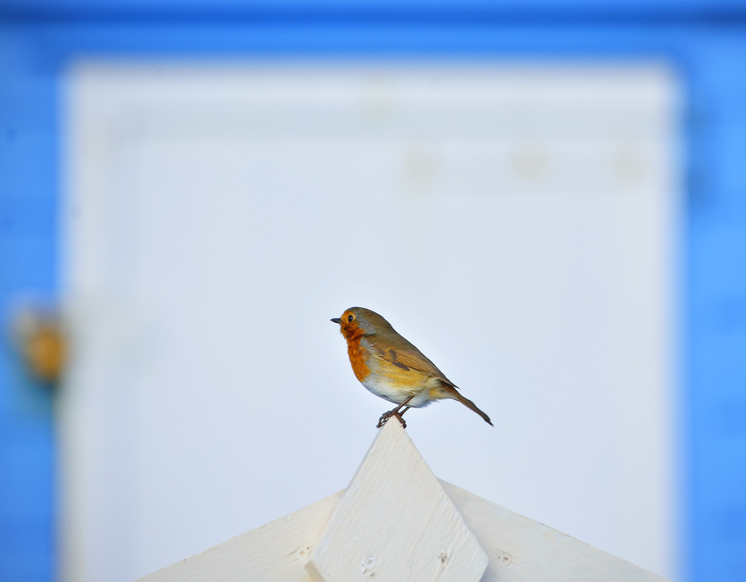 Robin on the Beach Hut!