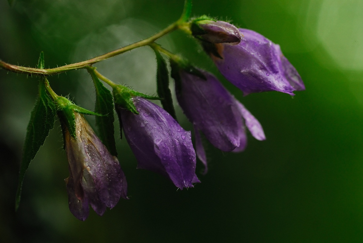 bells with dew