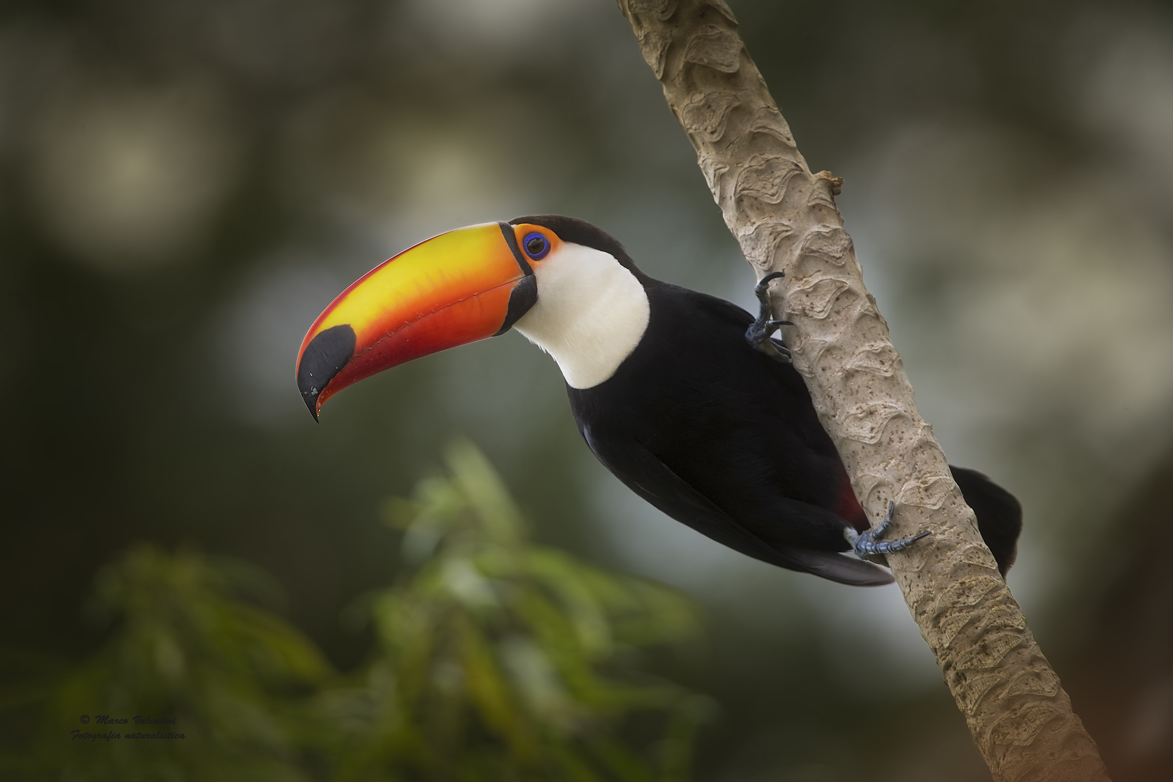 Toucan