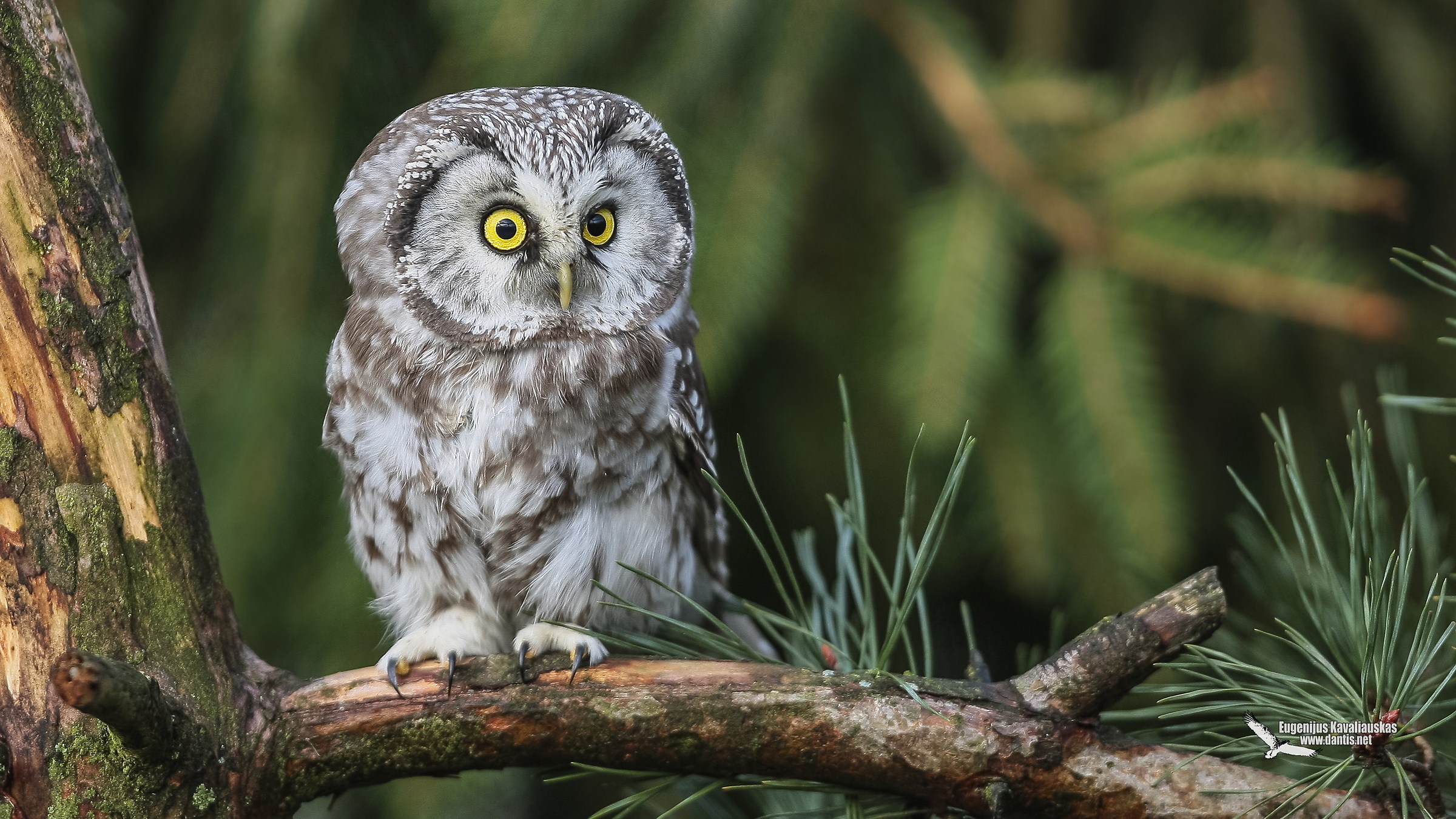 Tengmalm's Owl (Aegolius funereus)