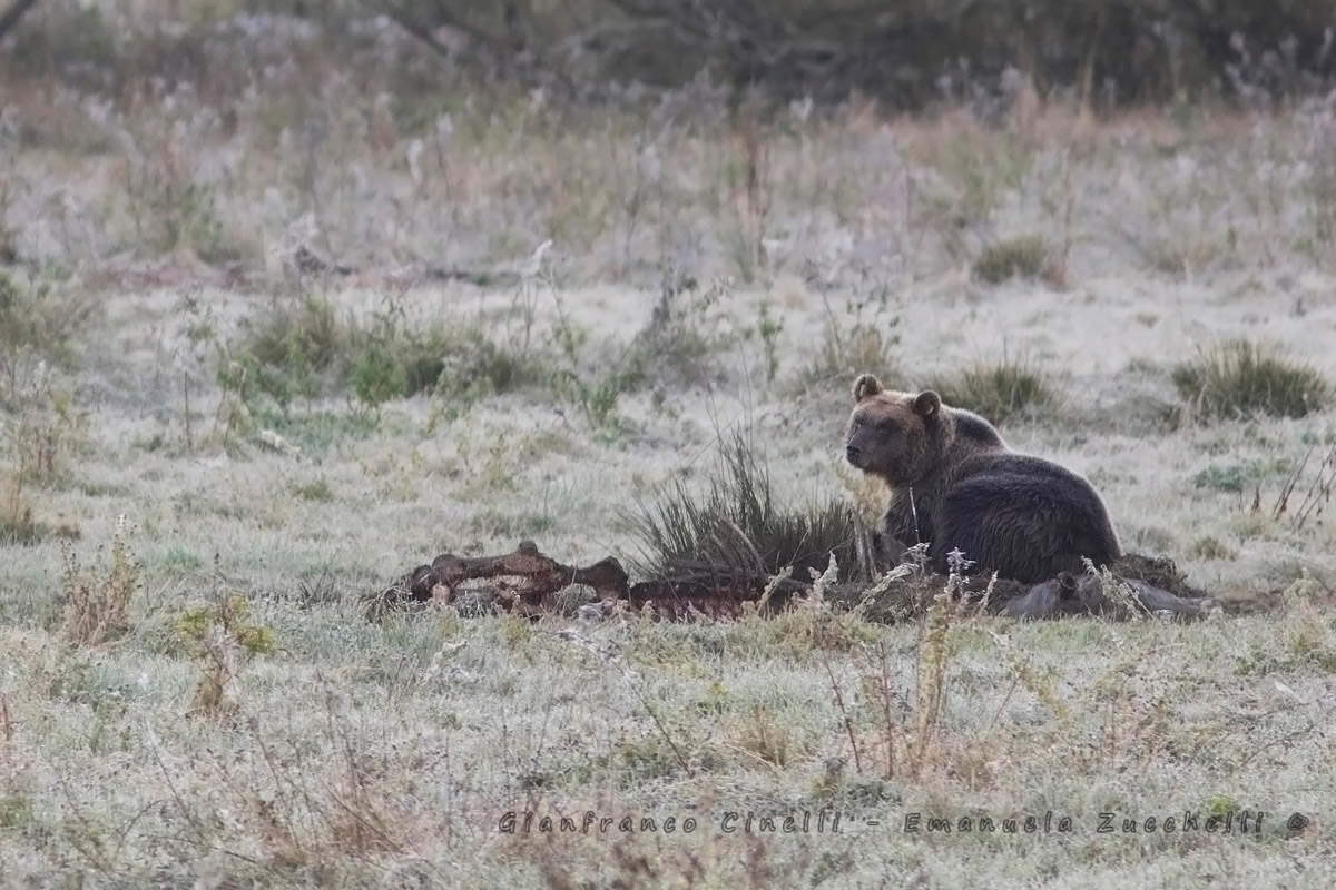 Orso bruno marsicano