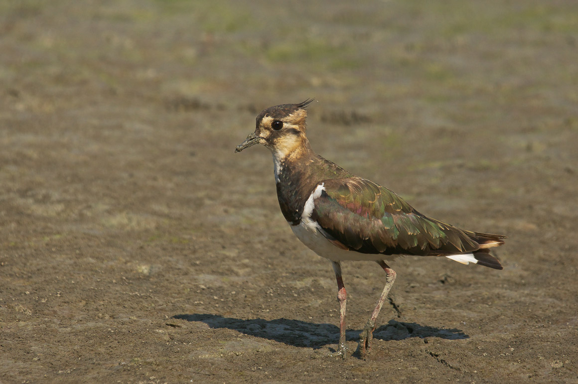 lapwing juv.