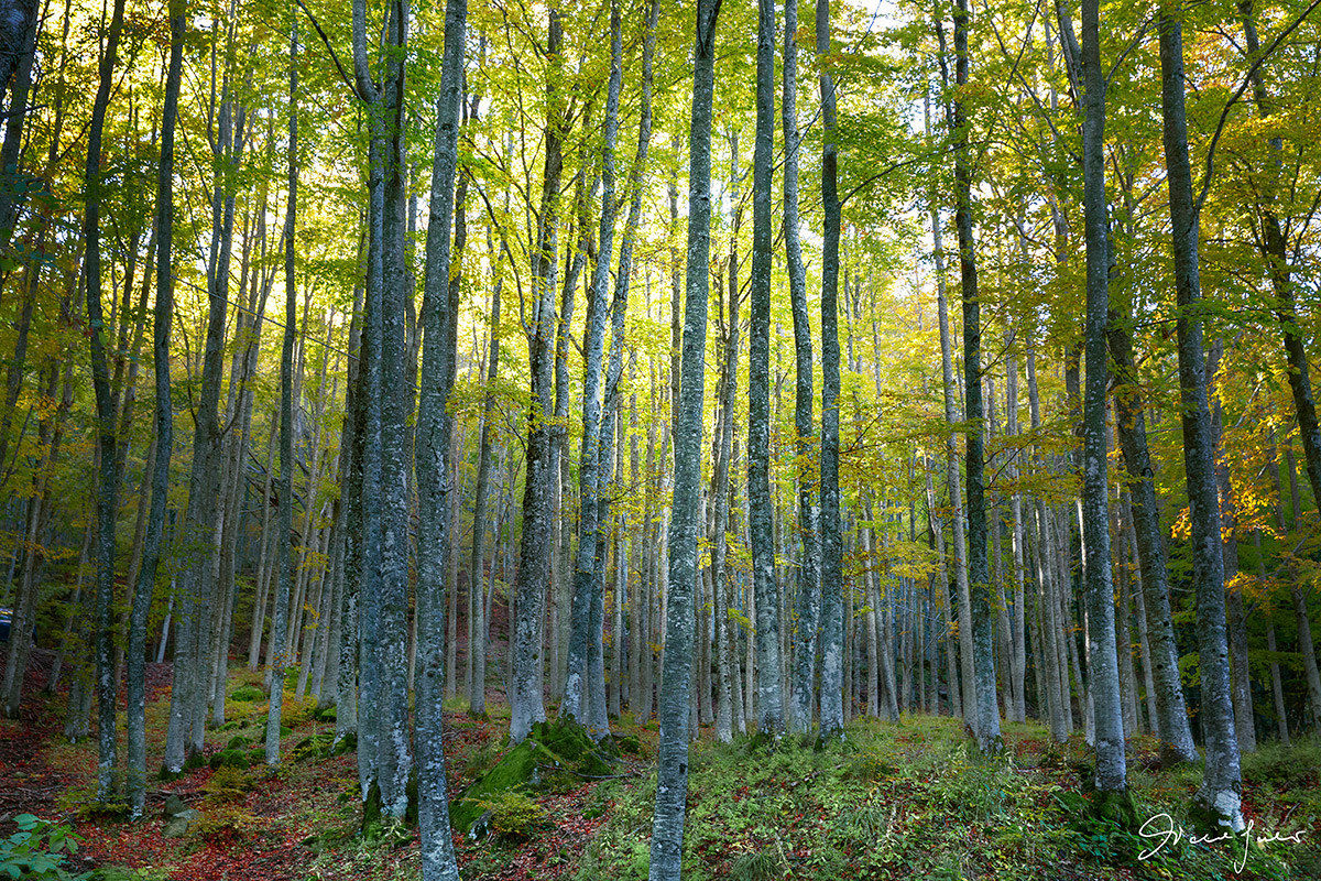Beech forest - Corno alle Scale (Bo)