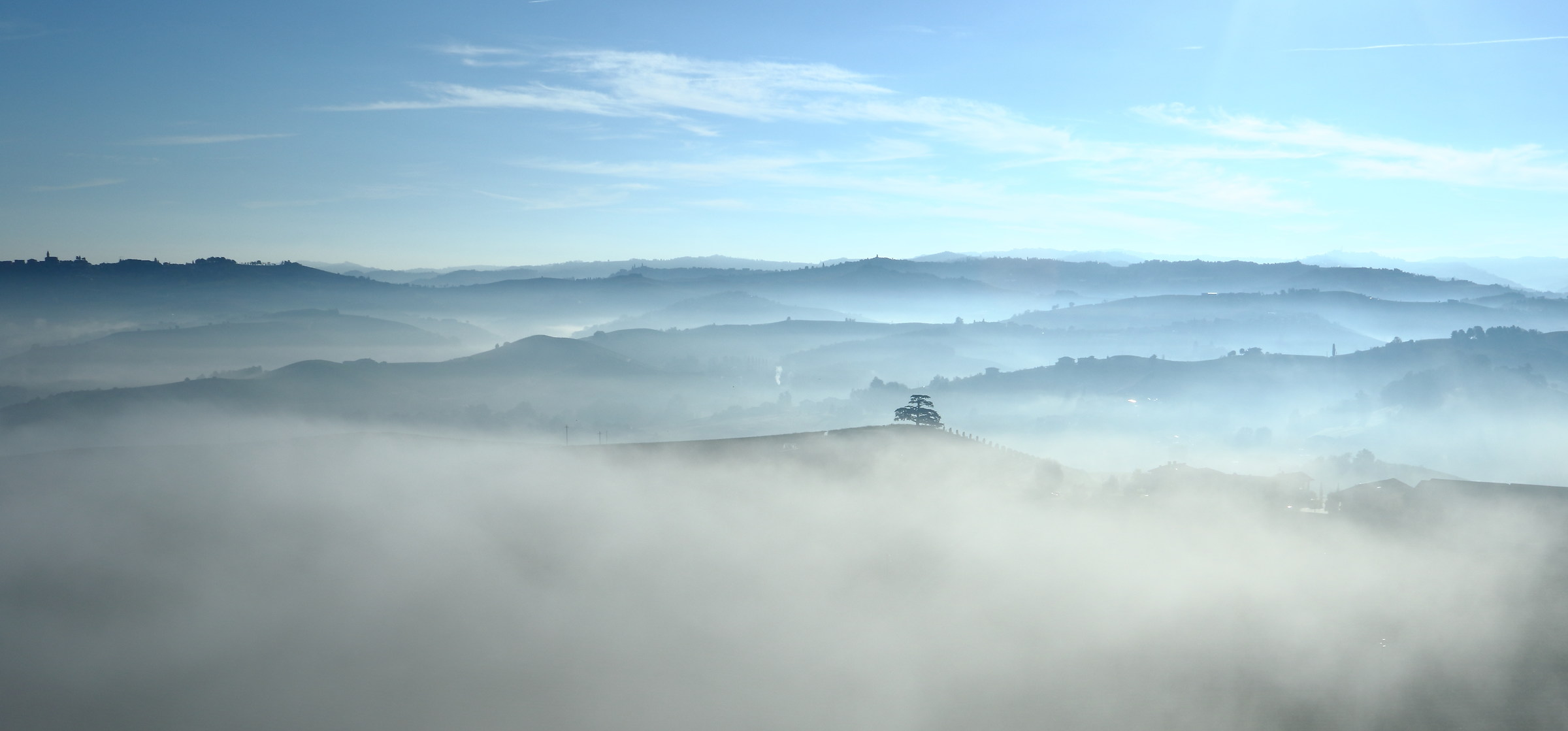 The lonely cedar of Lebanon tick by fog