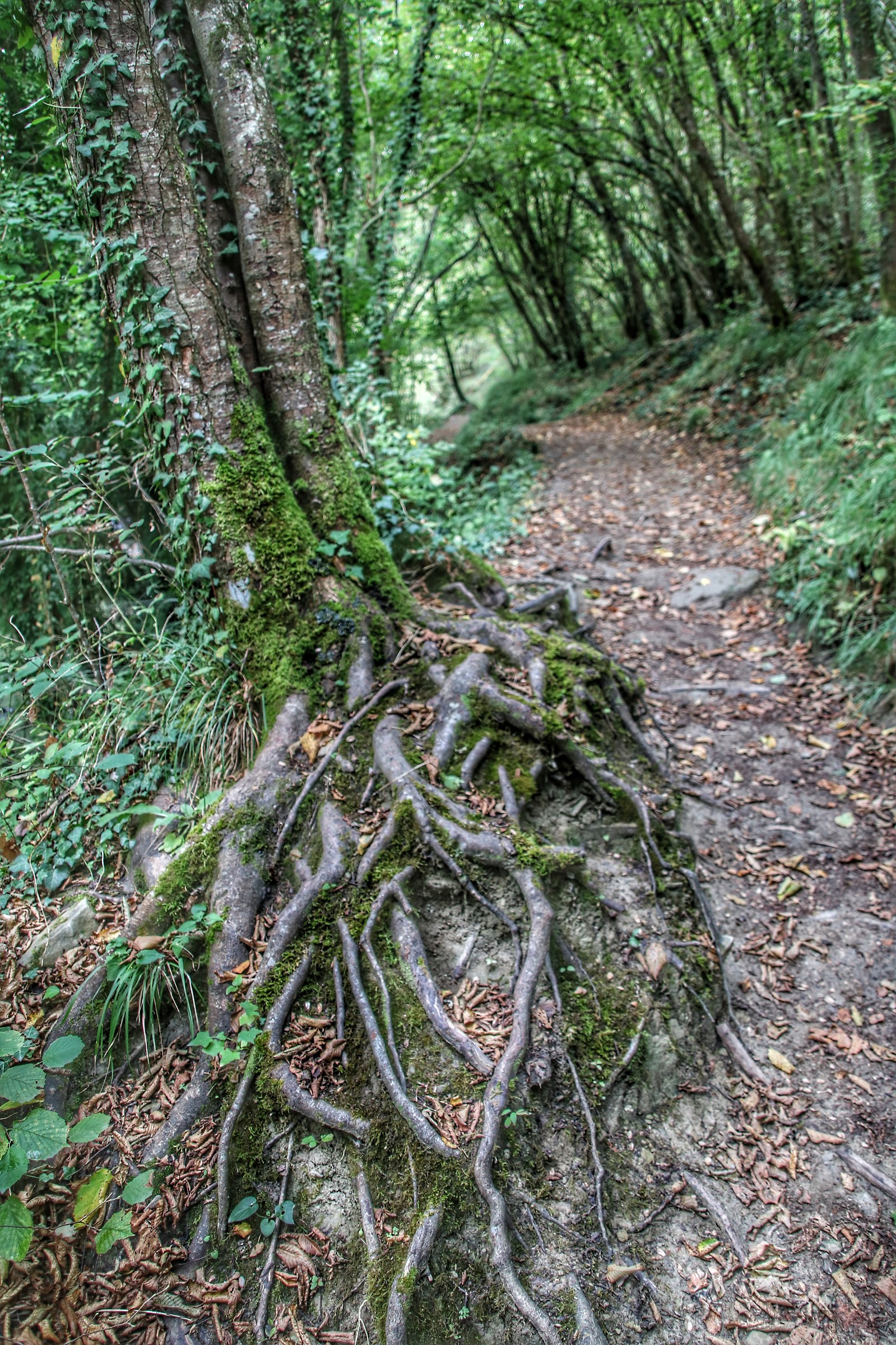 ..l'esplosione slow of a seed ..