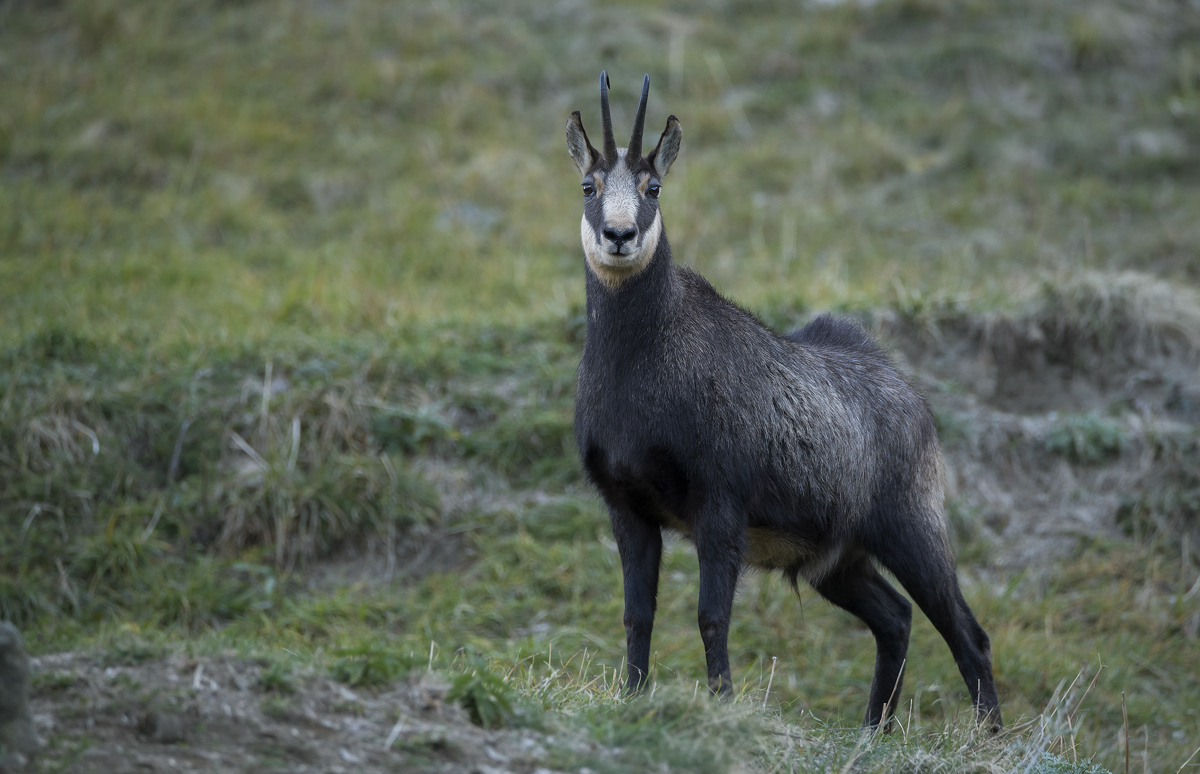 Chamois