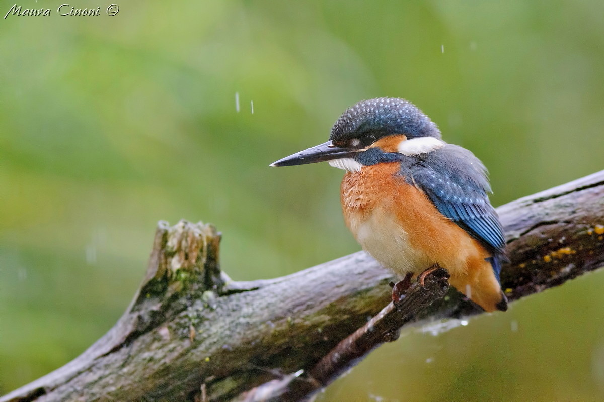 Kingfisher in the rain
