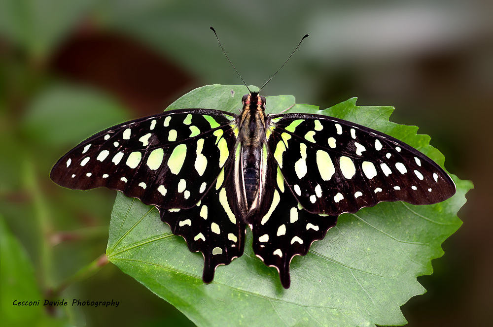 Butterfly on leaf